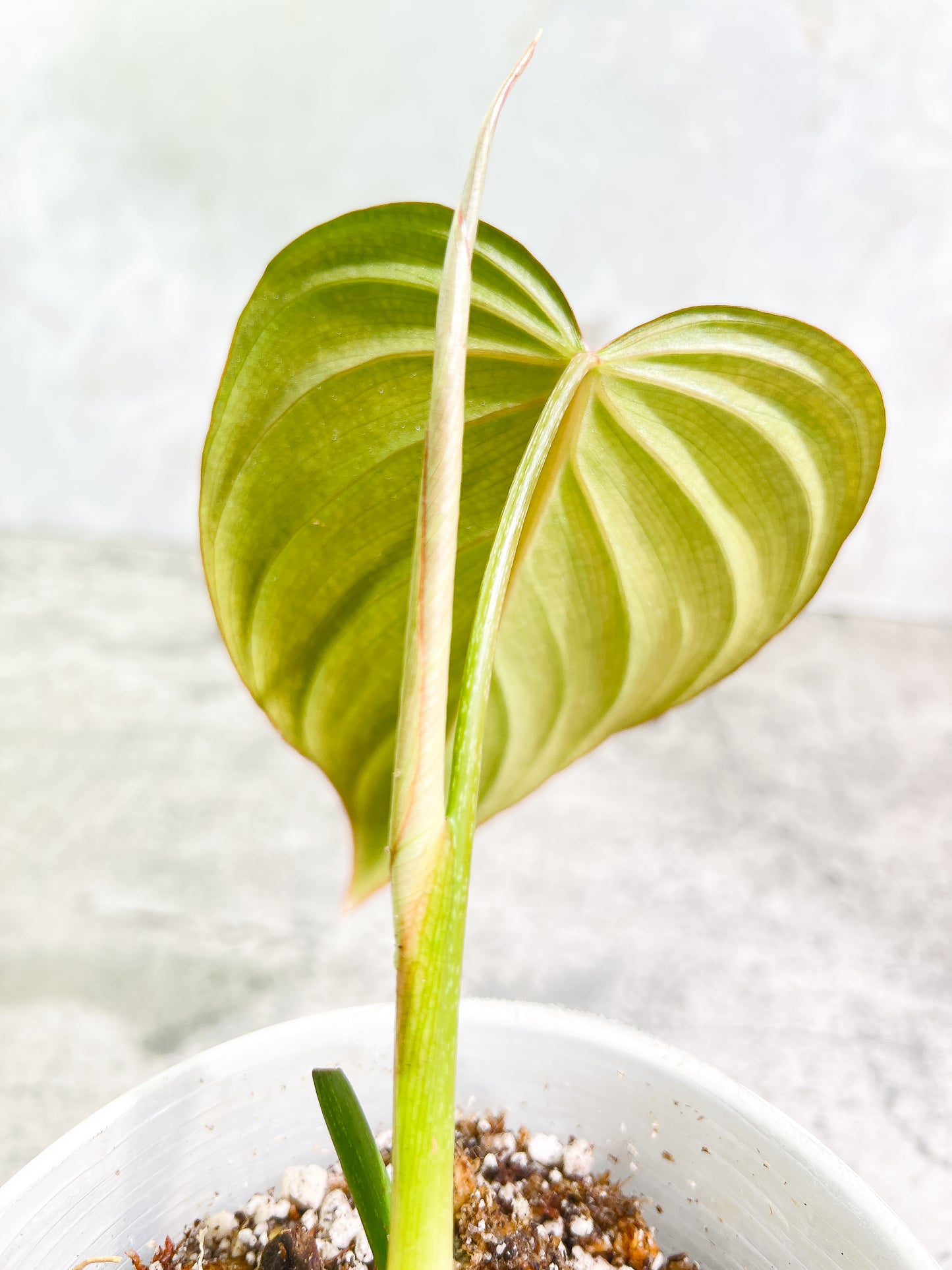 Philodendron Glorious 1 leaf 1 sprout Rooted