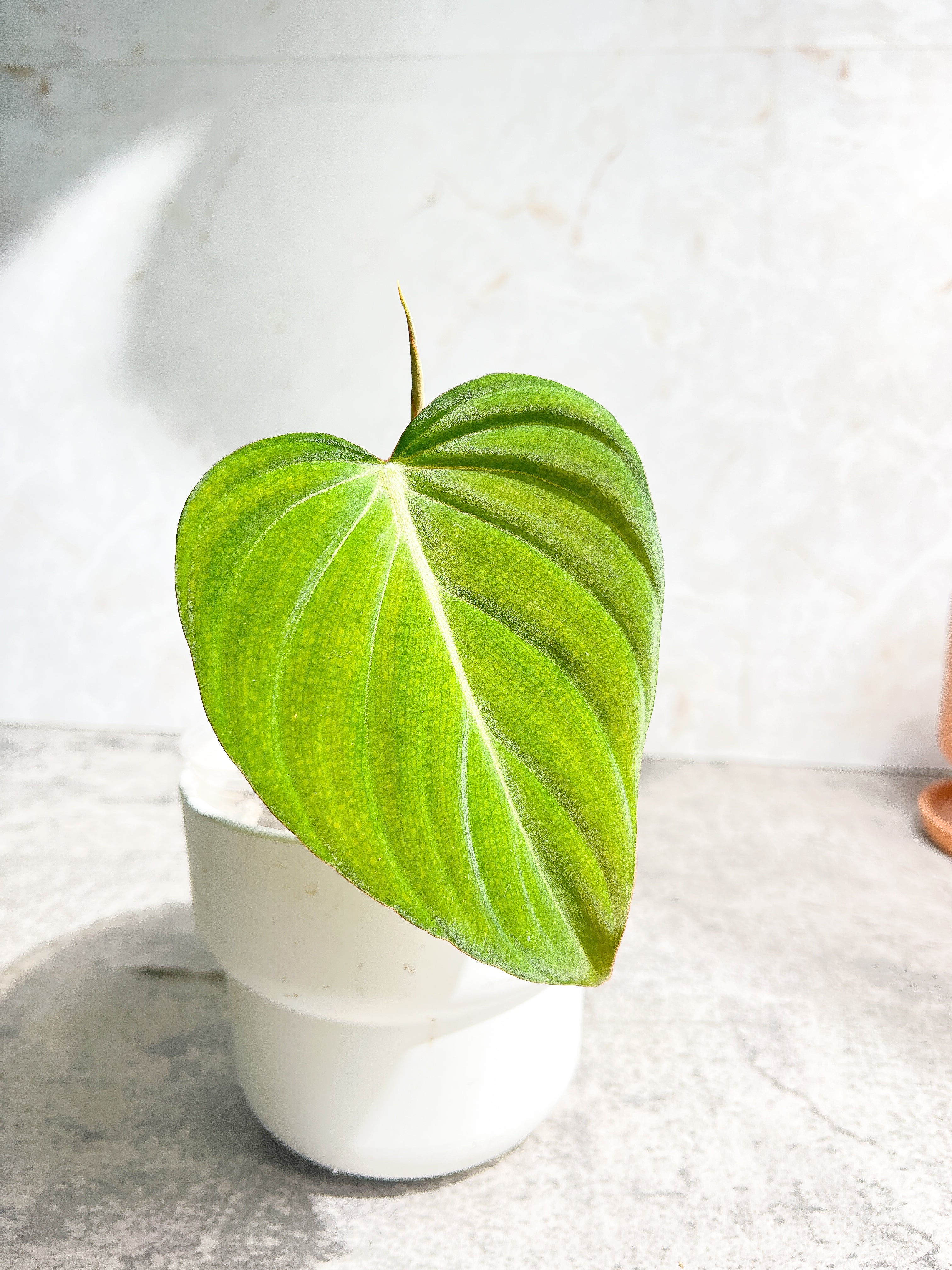 Philodendron Glorious 1 leaf 1 sprout Rooted