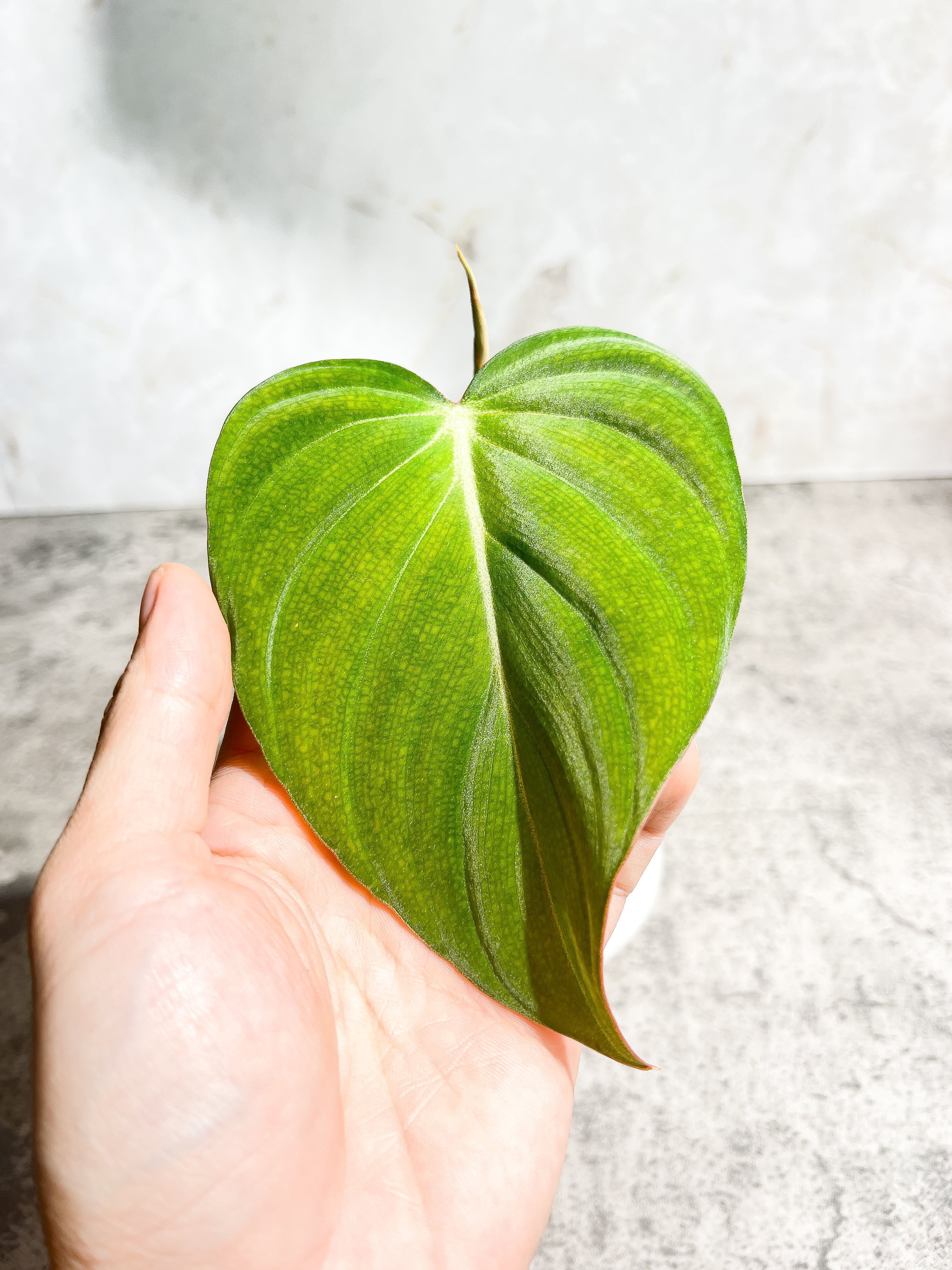 Philodendron Glorious 1 leaf 1 sprout Rooted