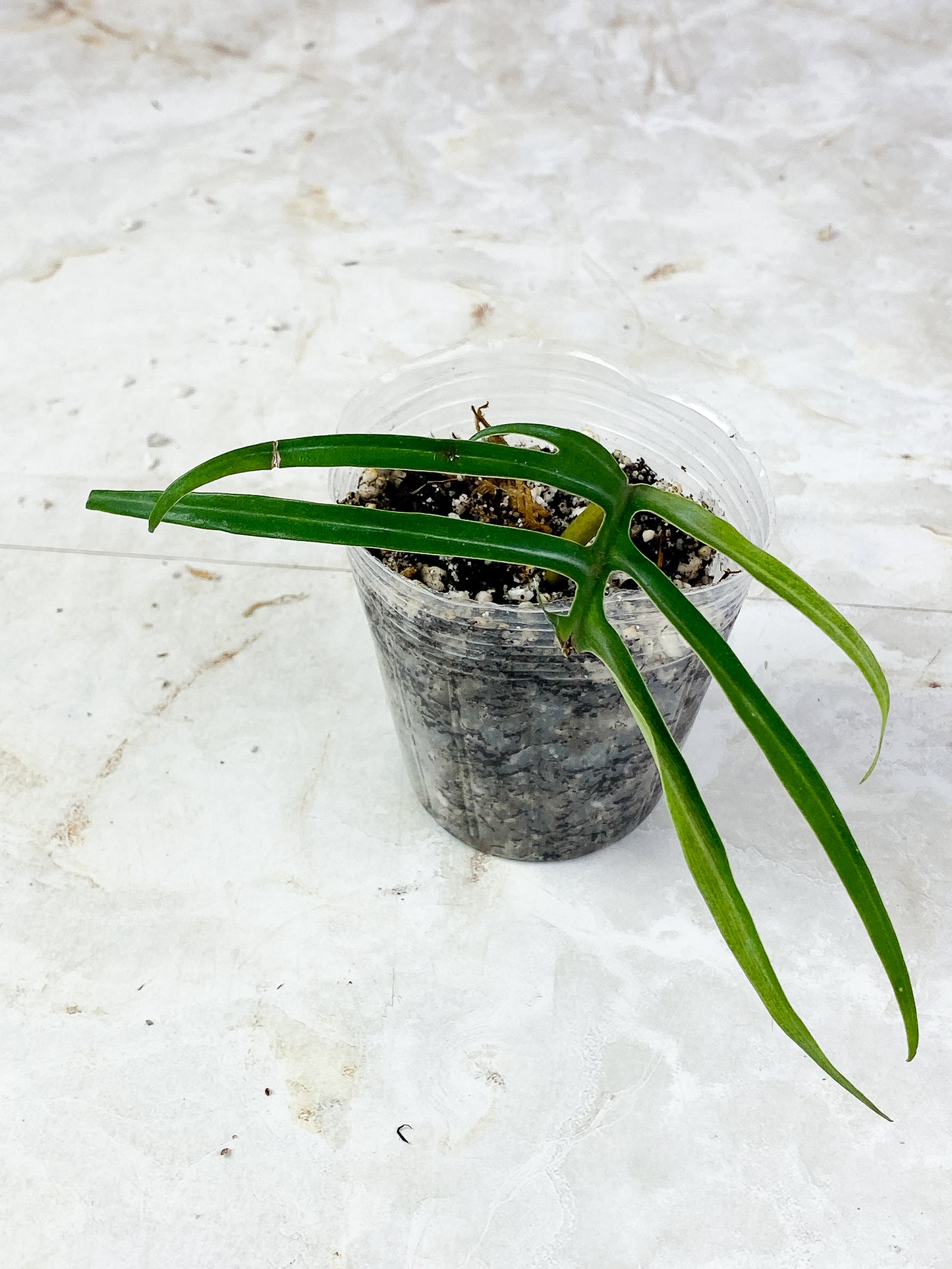 Philodendron  Tortum Rooted