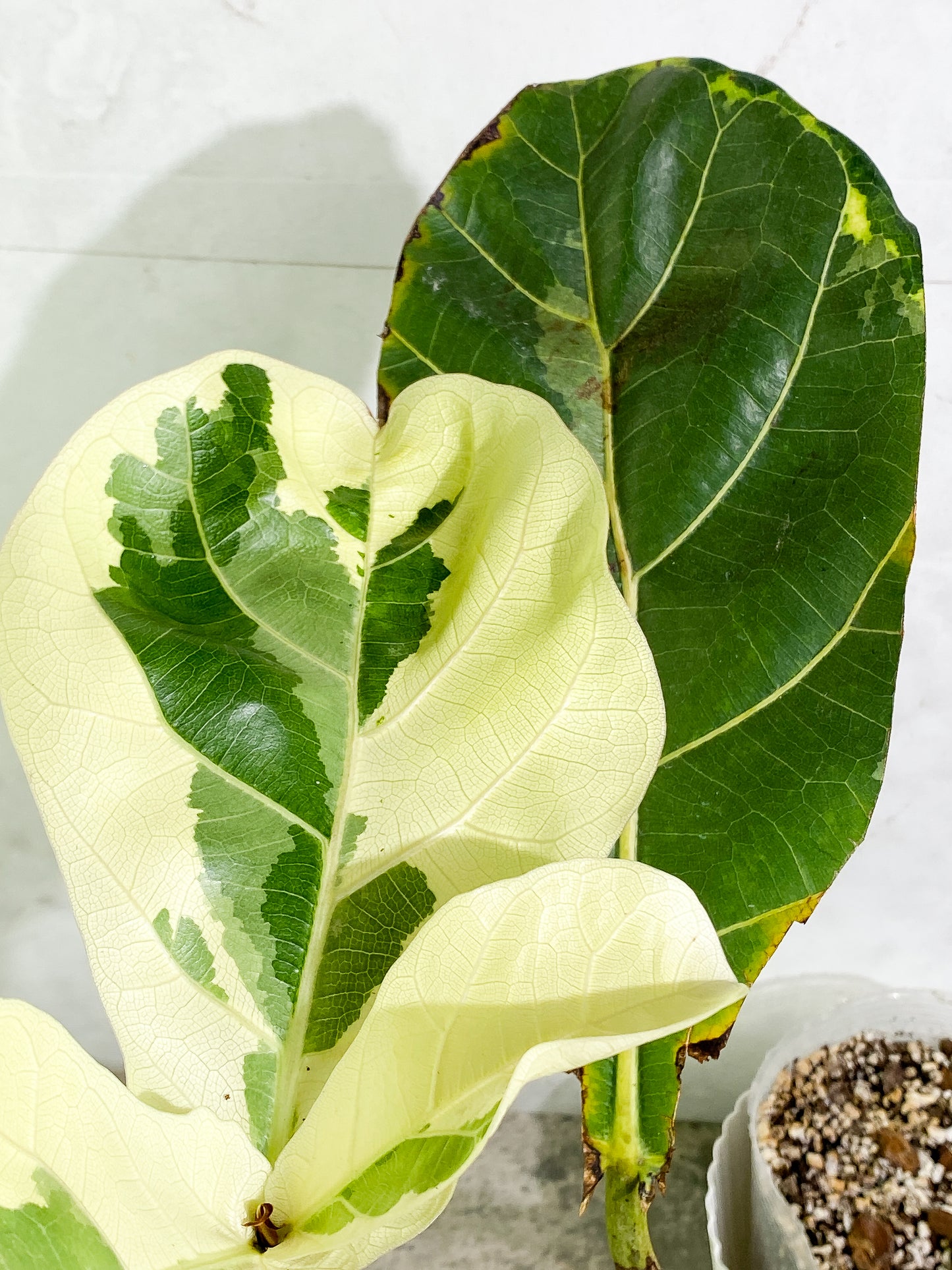 Ficus Lyrata variegated 5 leaves fully rooted
