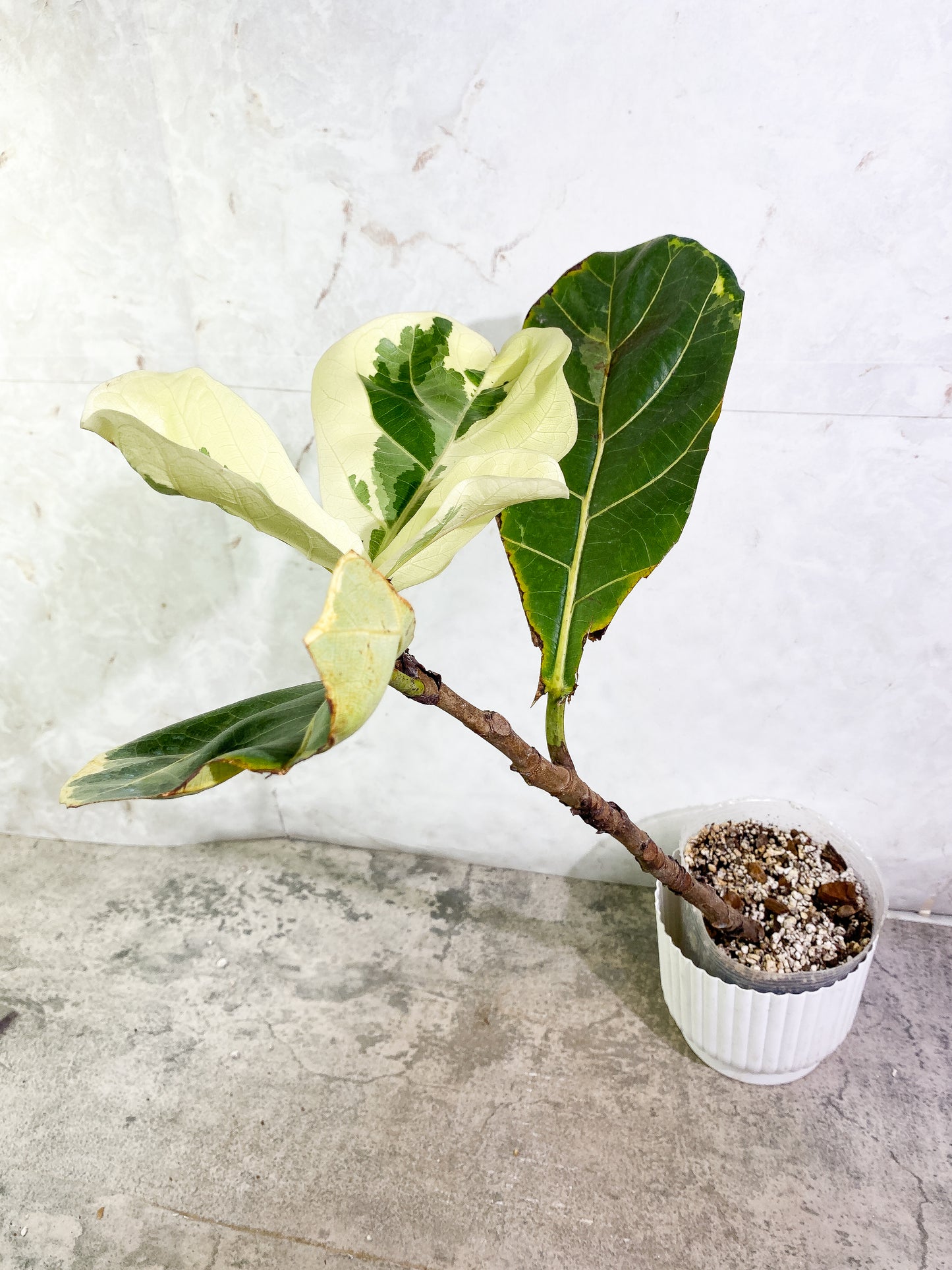Ficus Lyrata variegated 5 leaves fully rooted