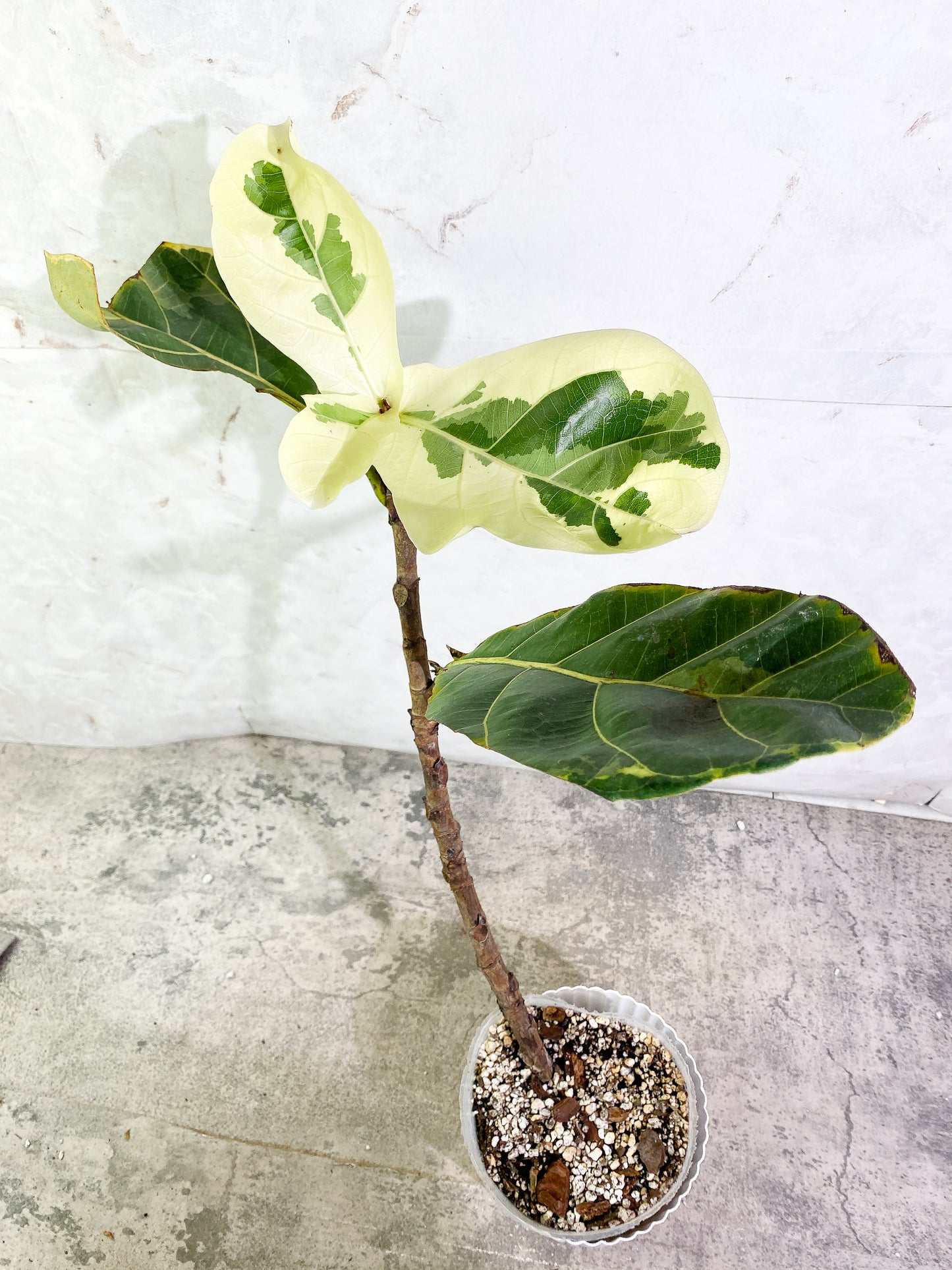 Ficus Lyrata variegated 5 leaves fully rooted