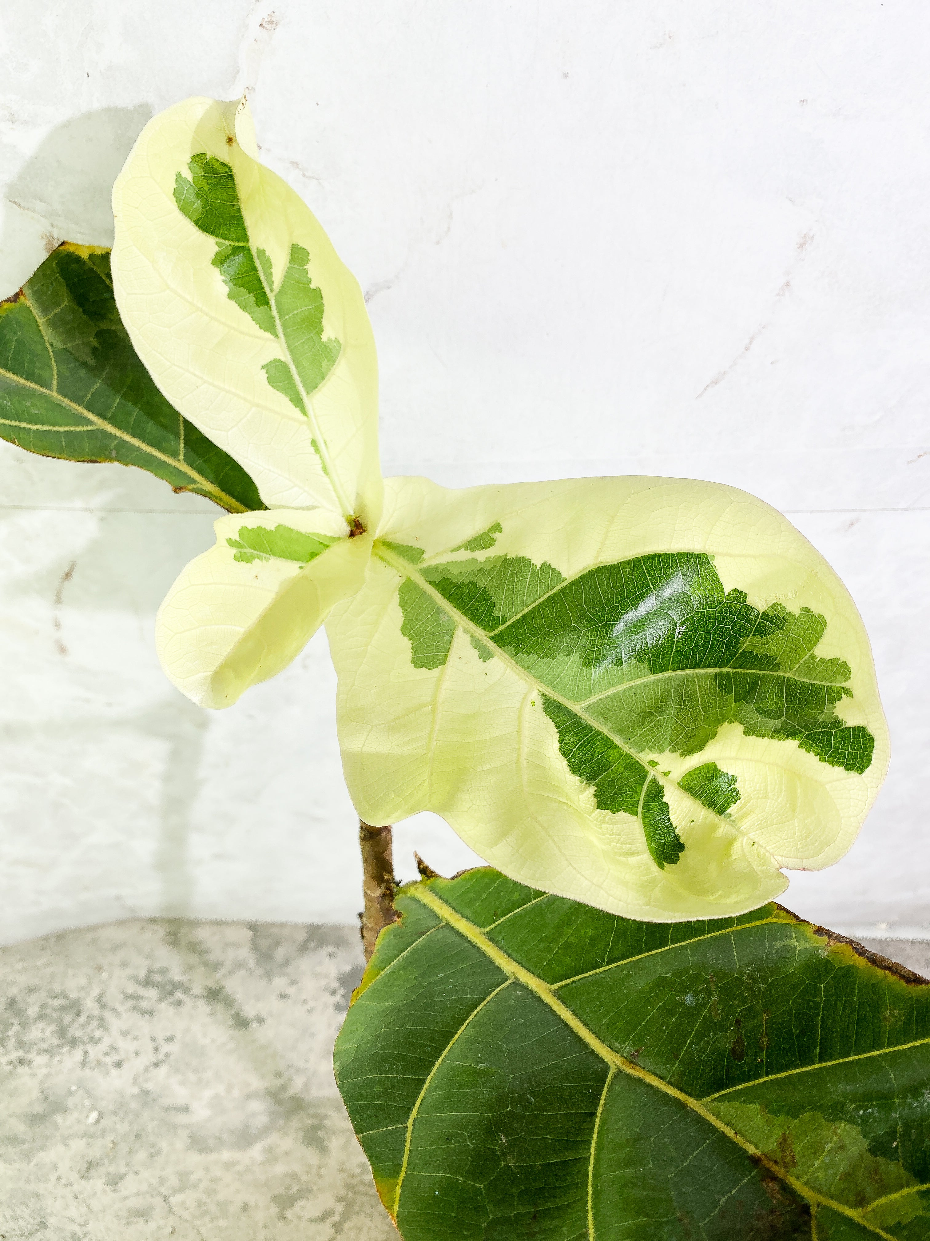 Ficus Lyrata variegated 5 leaves fully rooted