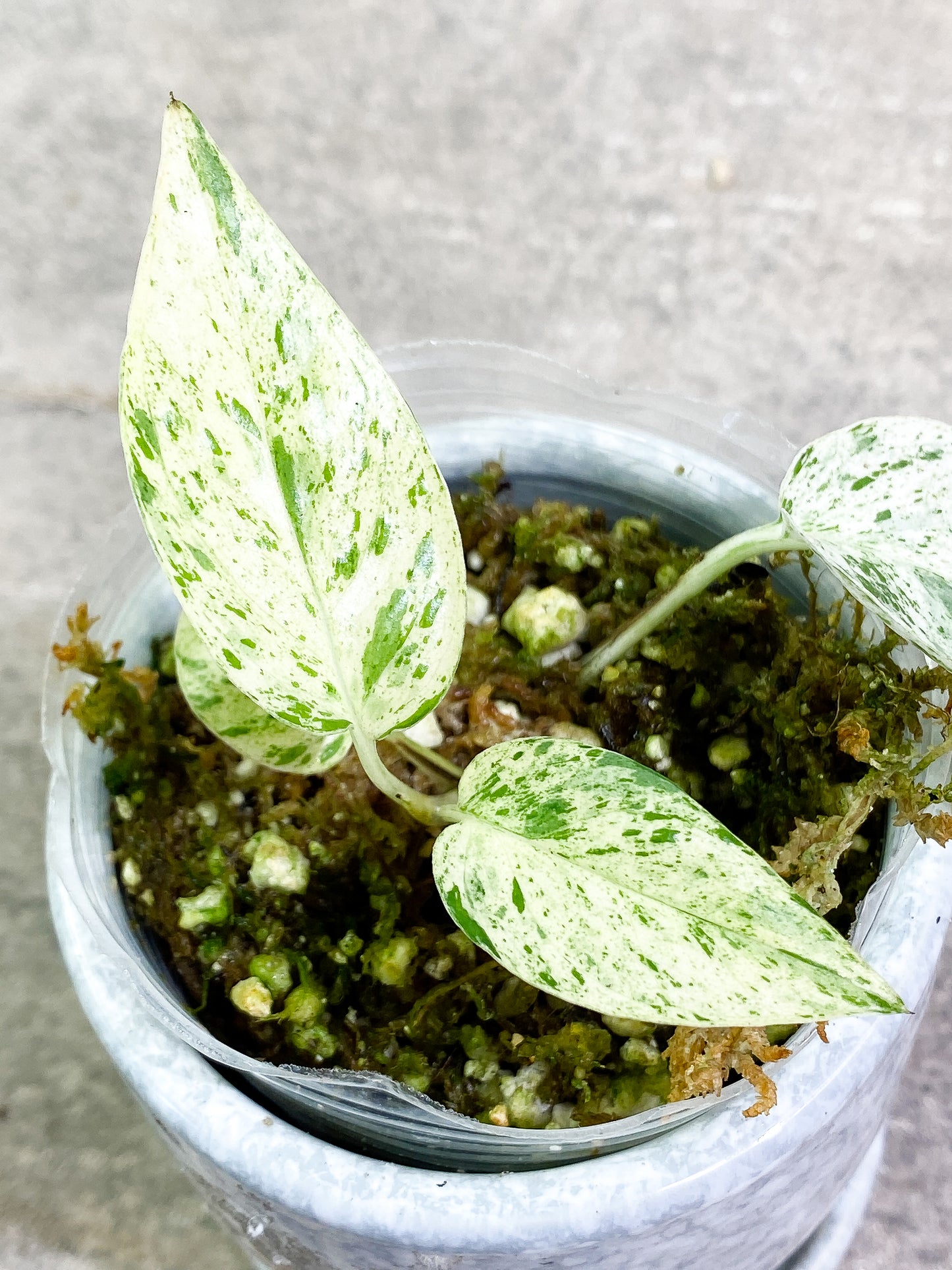 Epipremnum Pinnatum Marble 4 leaves slightly rooted