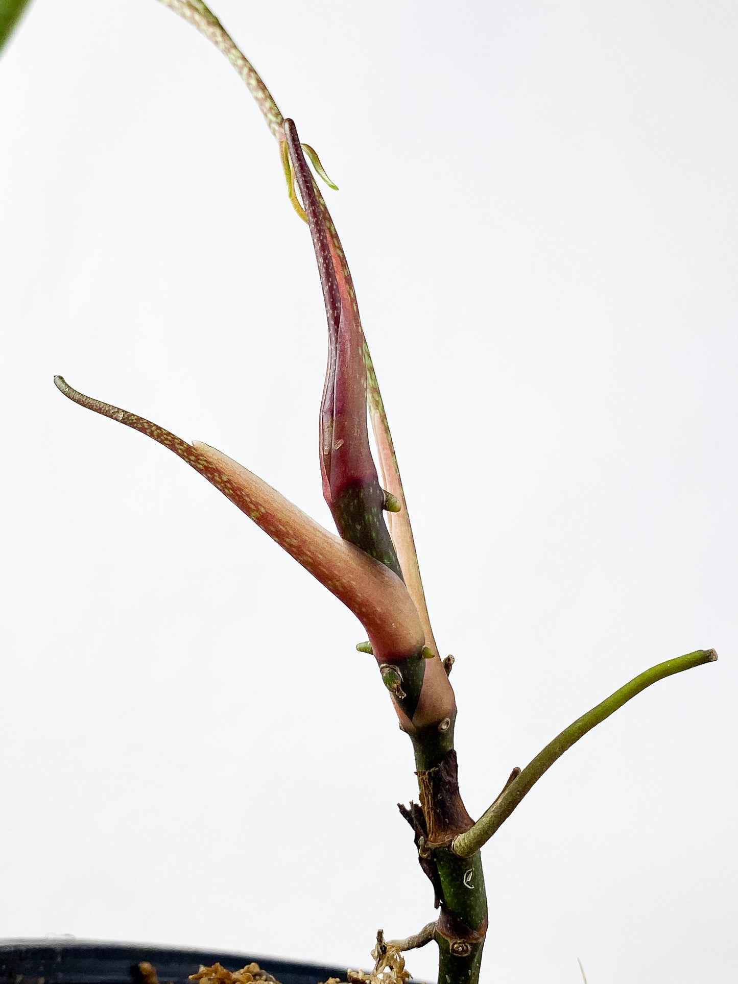 Anthurium cutucuensis small