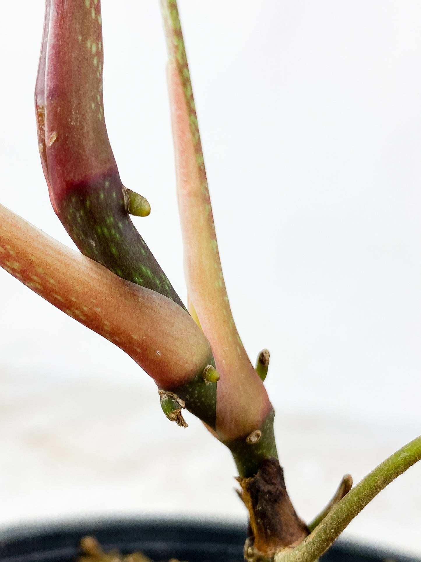 Anthurium cutucuensis small