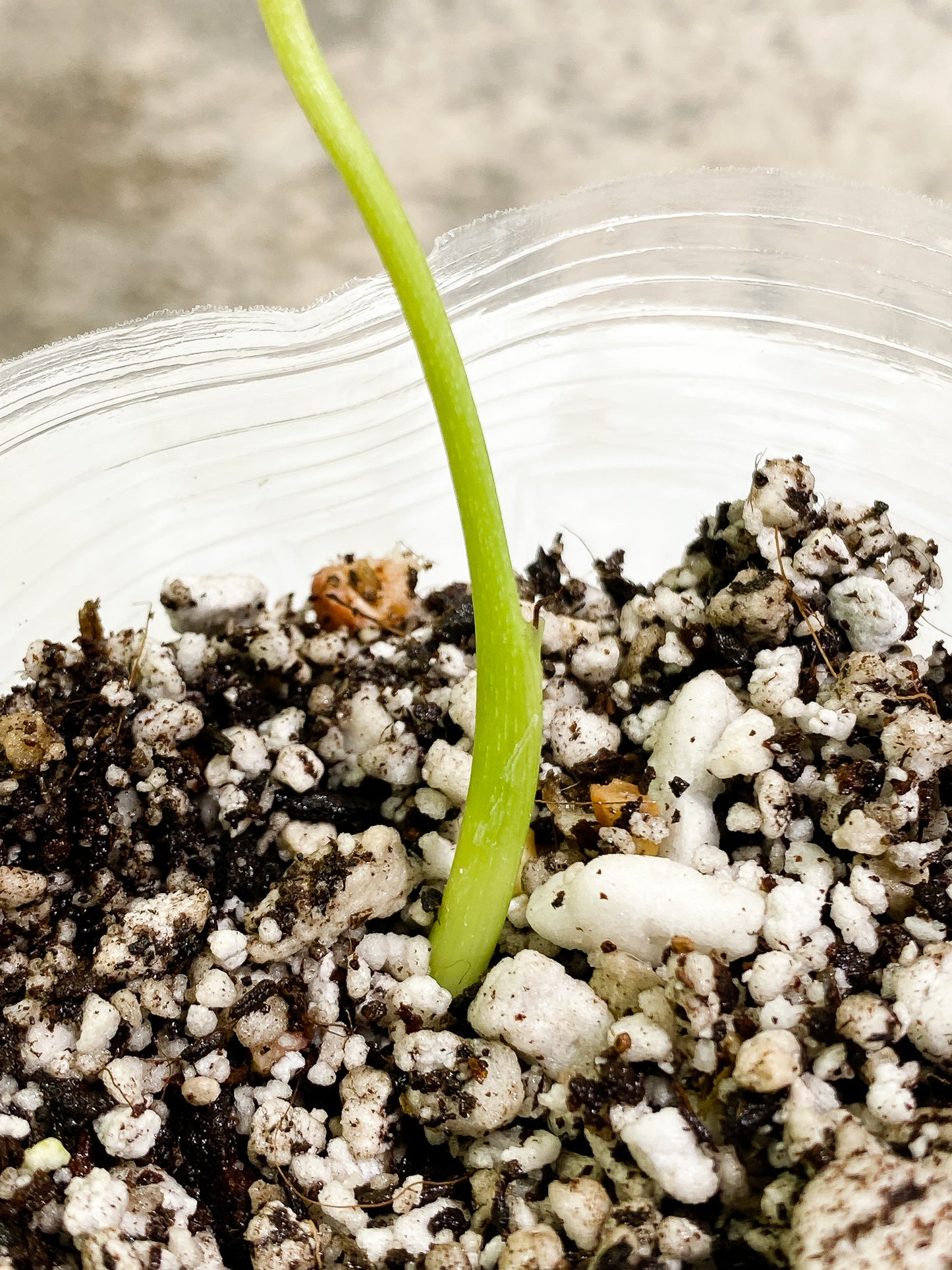 Philodendron sharoniae mosquera 1 sprout Rooting node