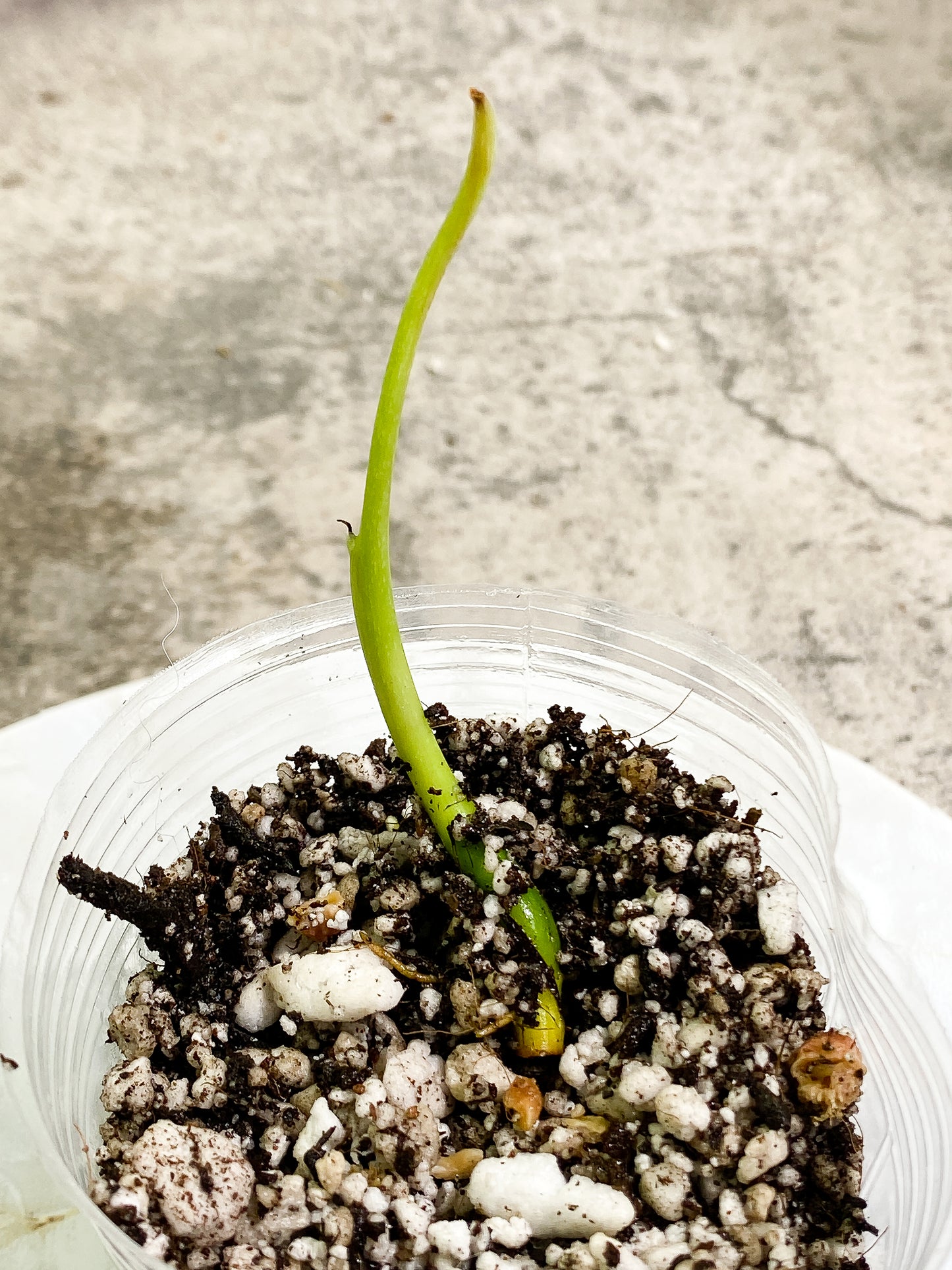 Philodendron sharoniae mosquera 1 sprout Rooting node