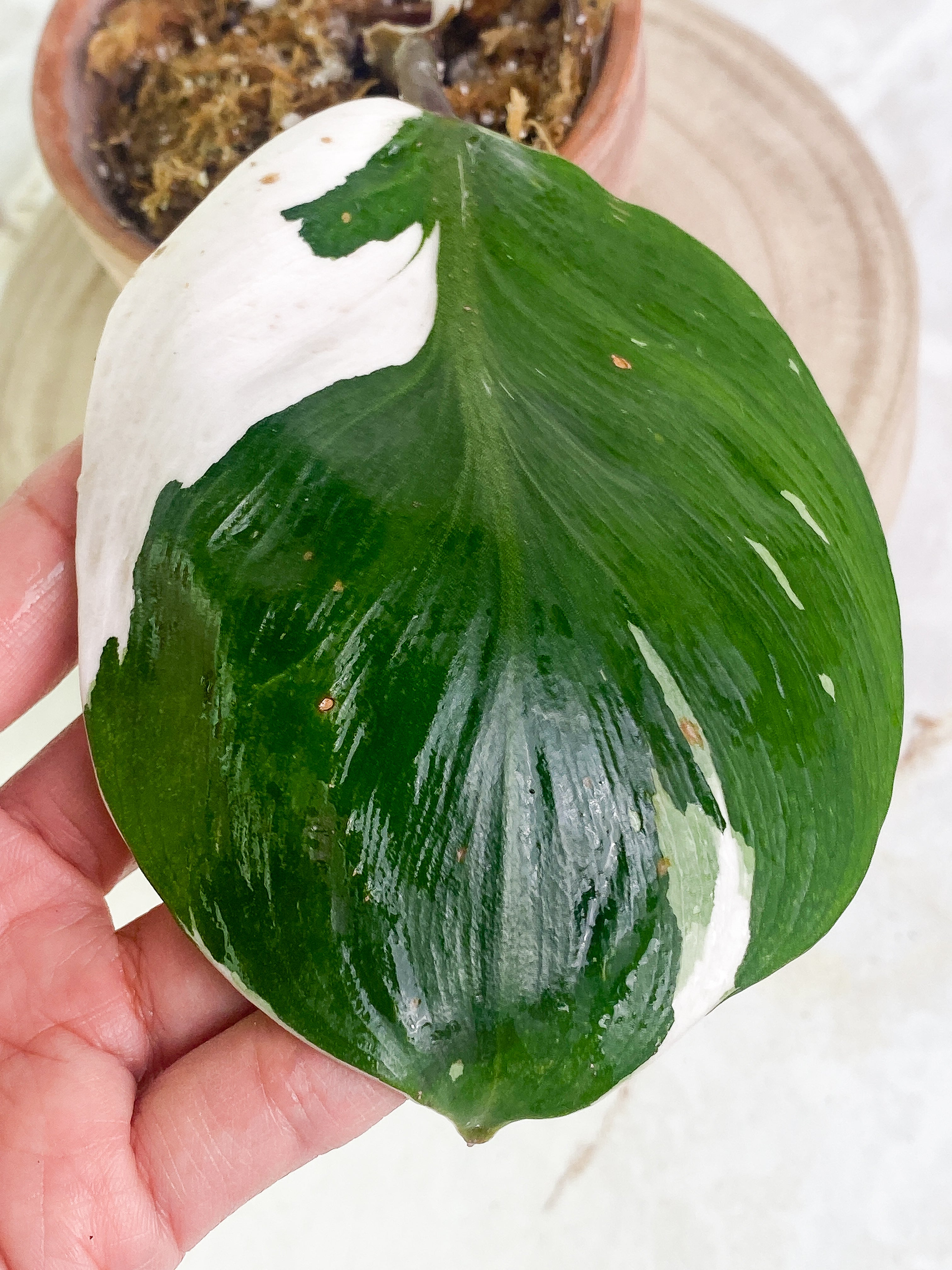Philodendron white knight 1 leaf high variegation Rooted