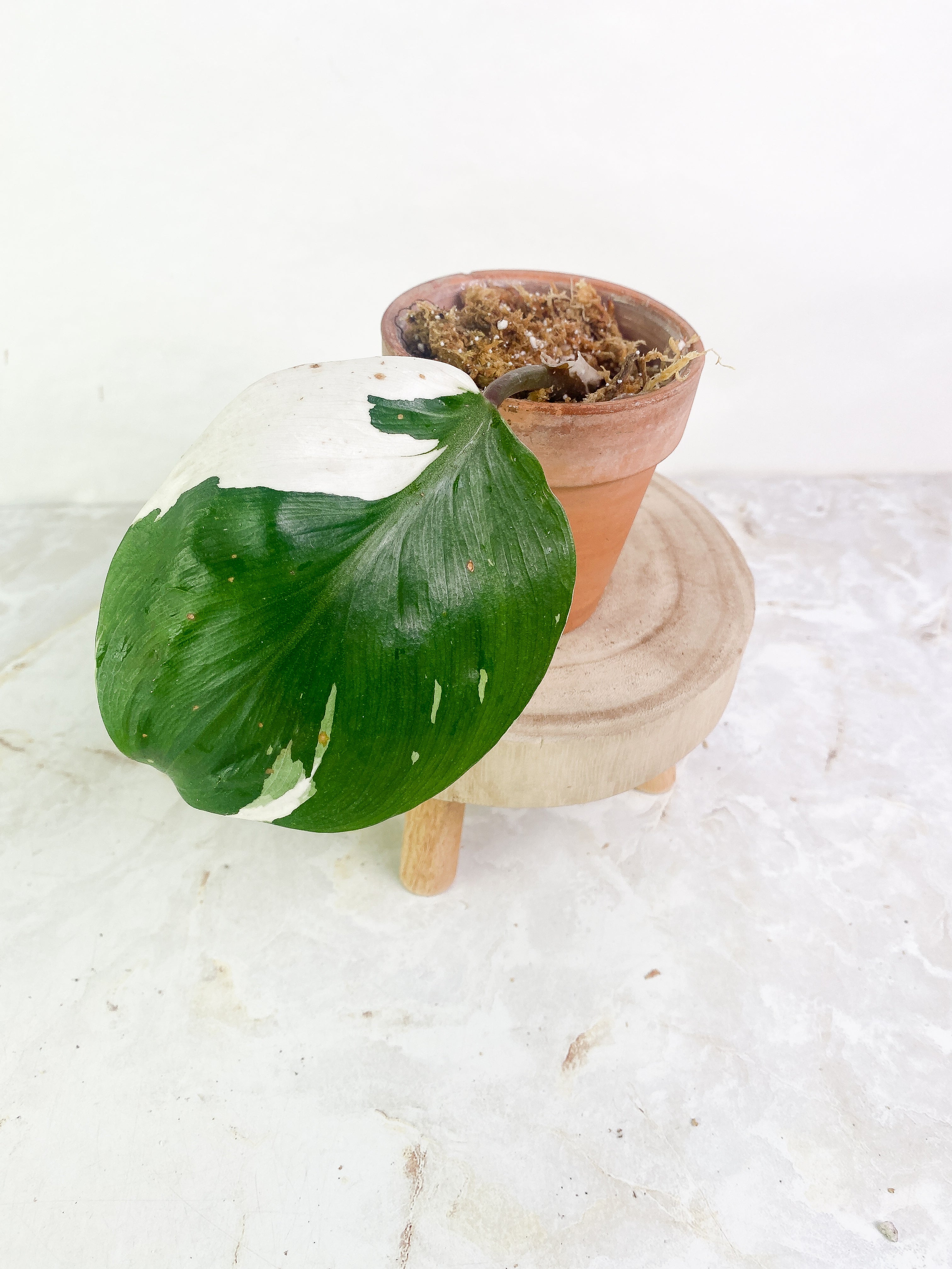 Philodendron white knight 1 leaf high variegation Rooted