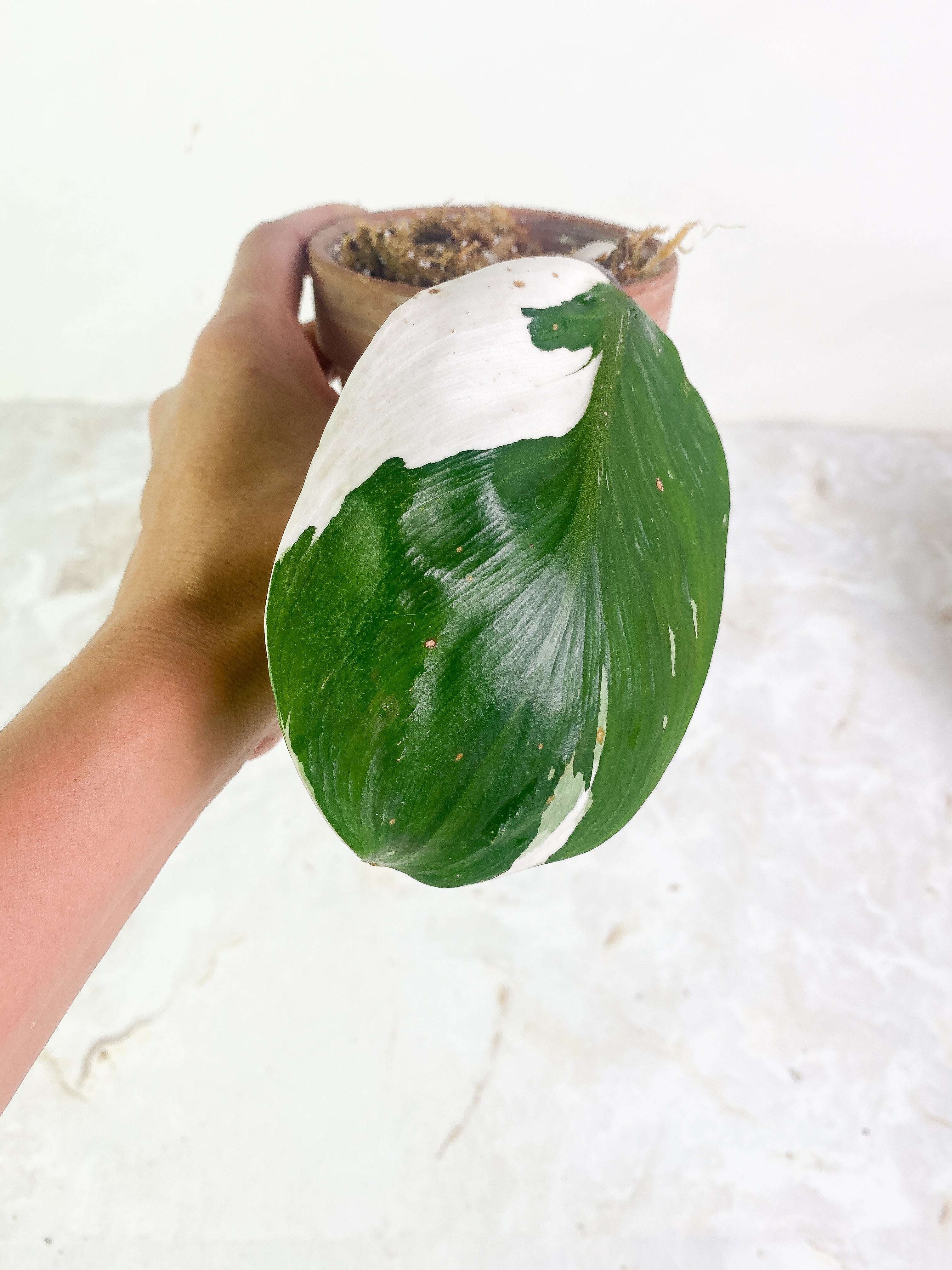 Philodendron white knight 1 leaf high variegation Rooted