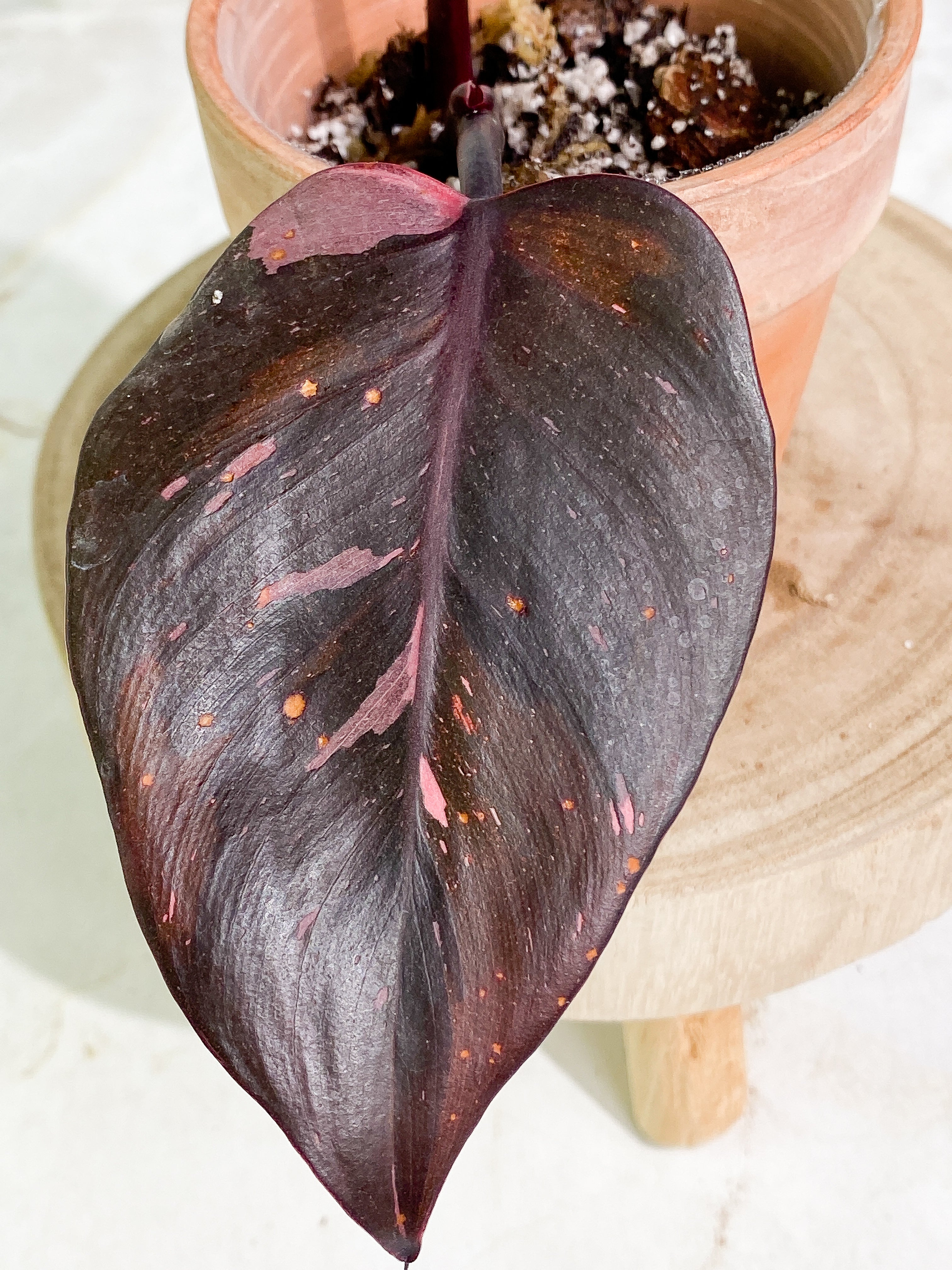 Philodendron Pink Princess Black Cherry 2 leaves Rooting Top Cutting