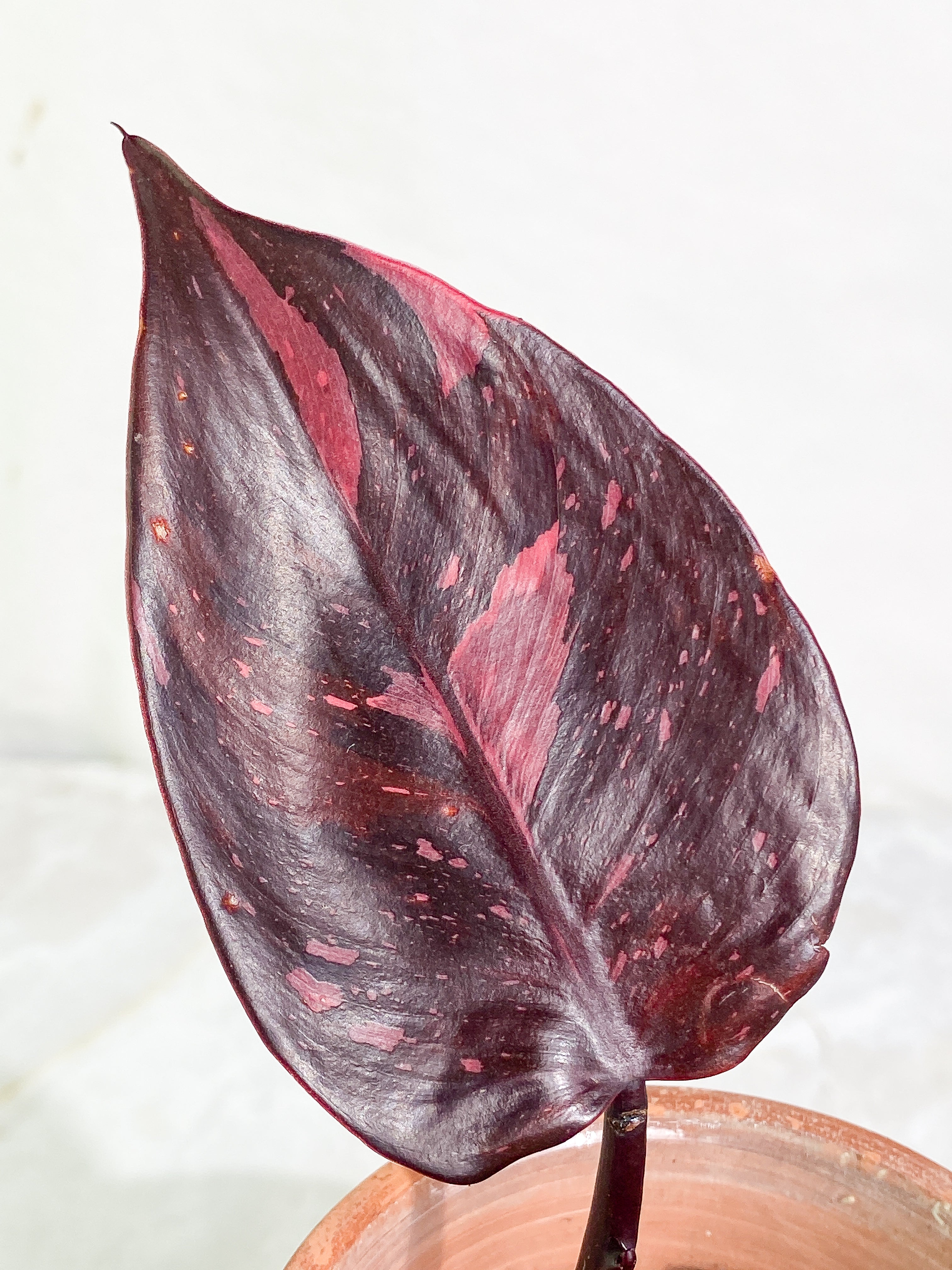 Philodendron Pink Princess Black Cherry 2 leaves Rooting Top Cutting
