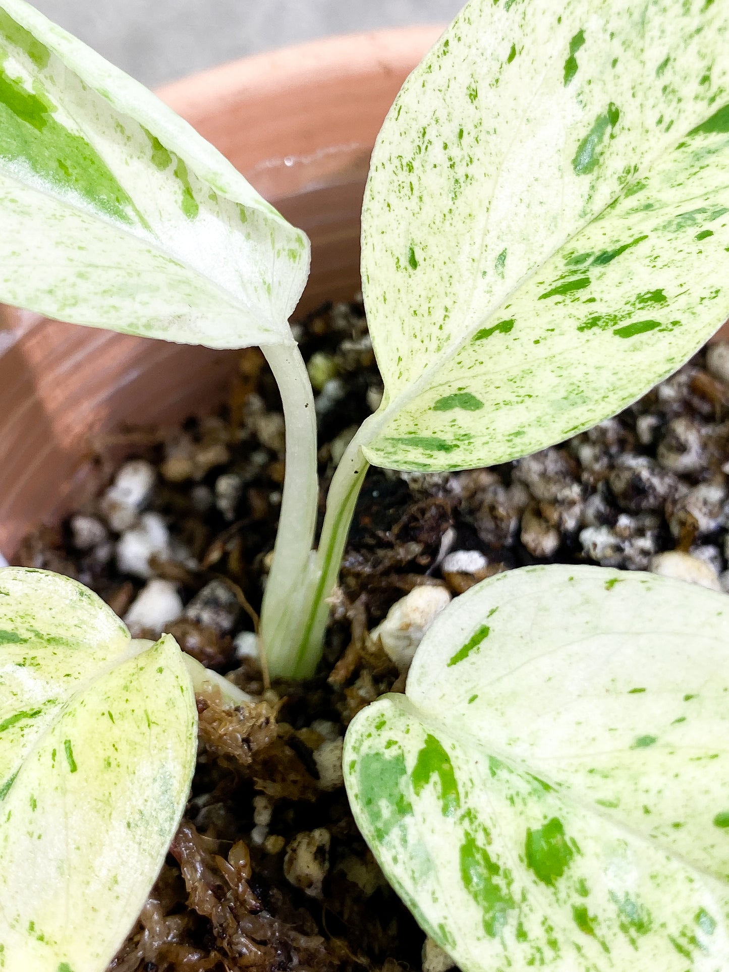 Epipremnum Pinnatum Marble 4 leaves slightly rooted