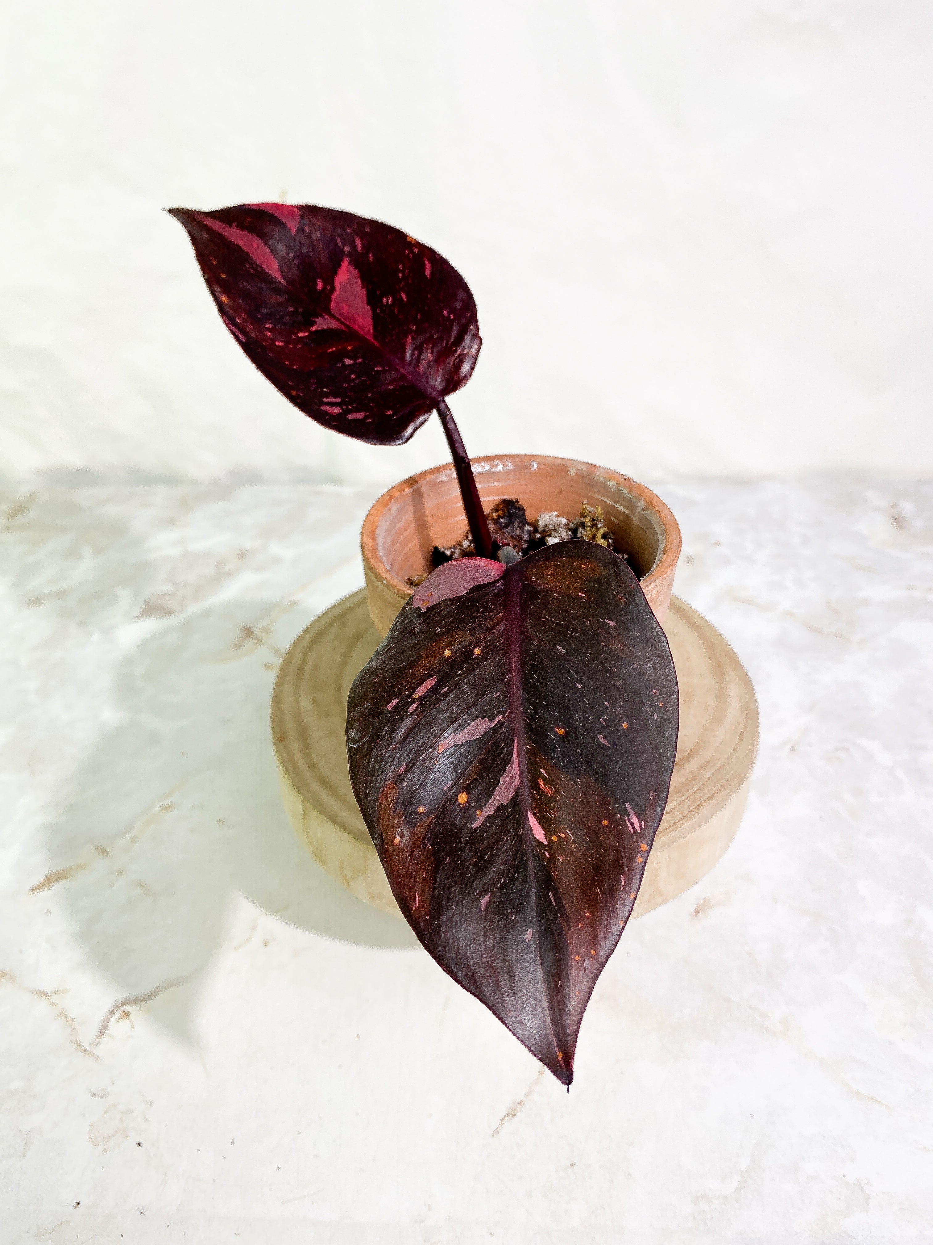 Philodendron Pink Princess Black Cherry 2 leaves Rooting Top Cutting