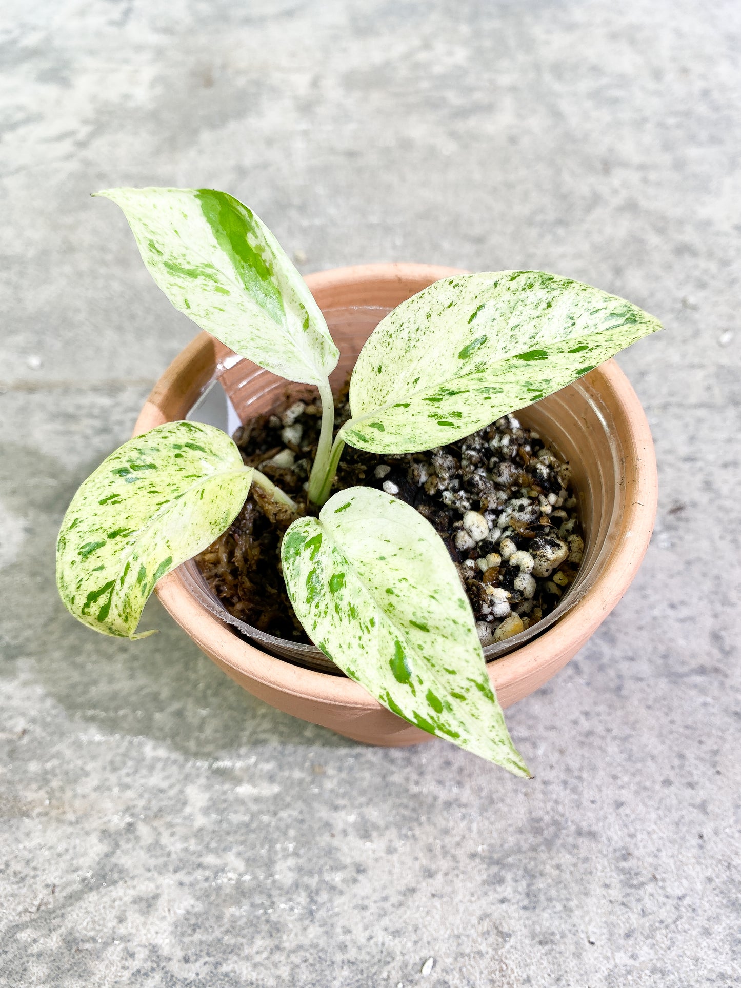Epipremnum Pinnatum Marble 4 leaves slightly rooted