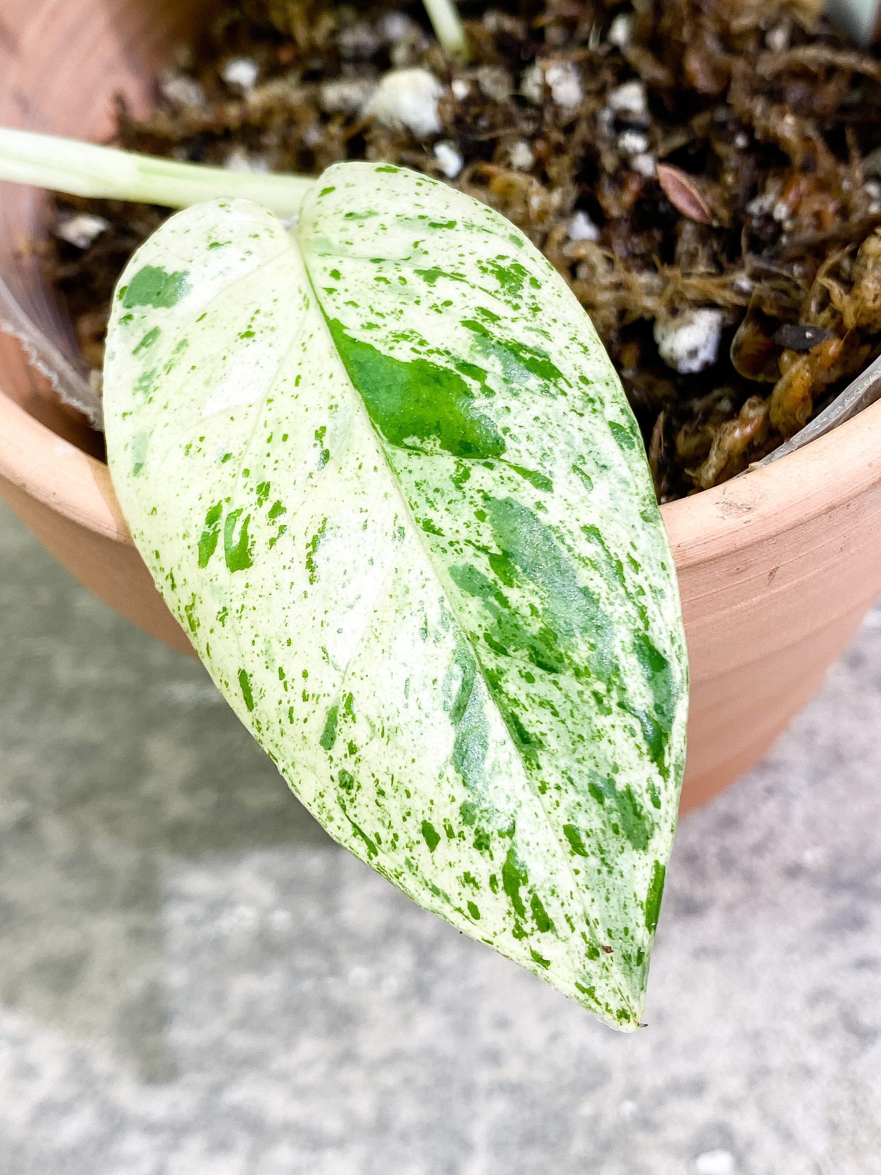 Epipremnum Pinnatum Marble 3 leaves rooting in soil