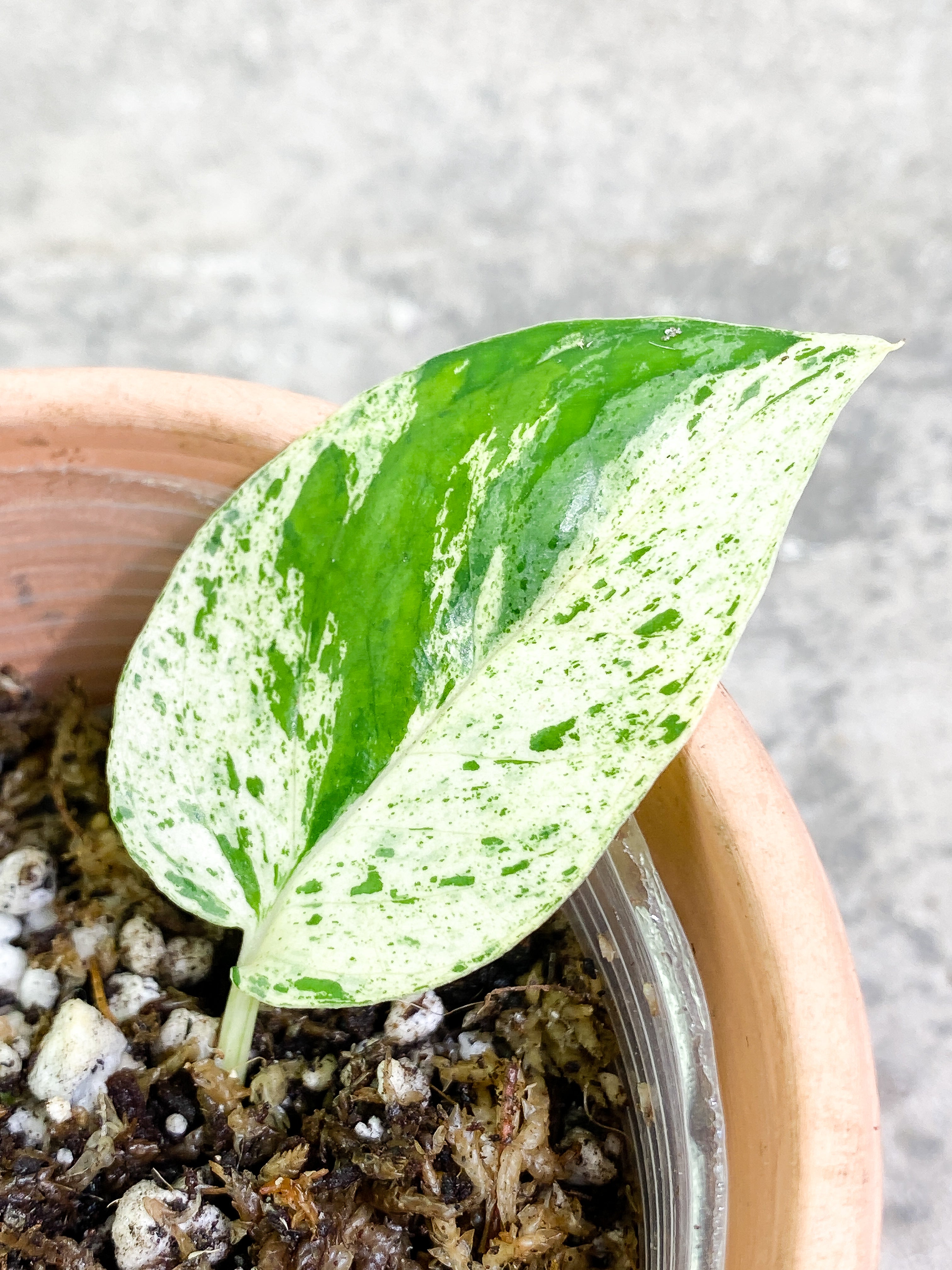 Epipremnum Pinnatum Marble 3 leaves rooting in soil