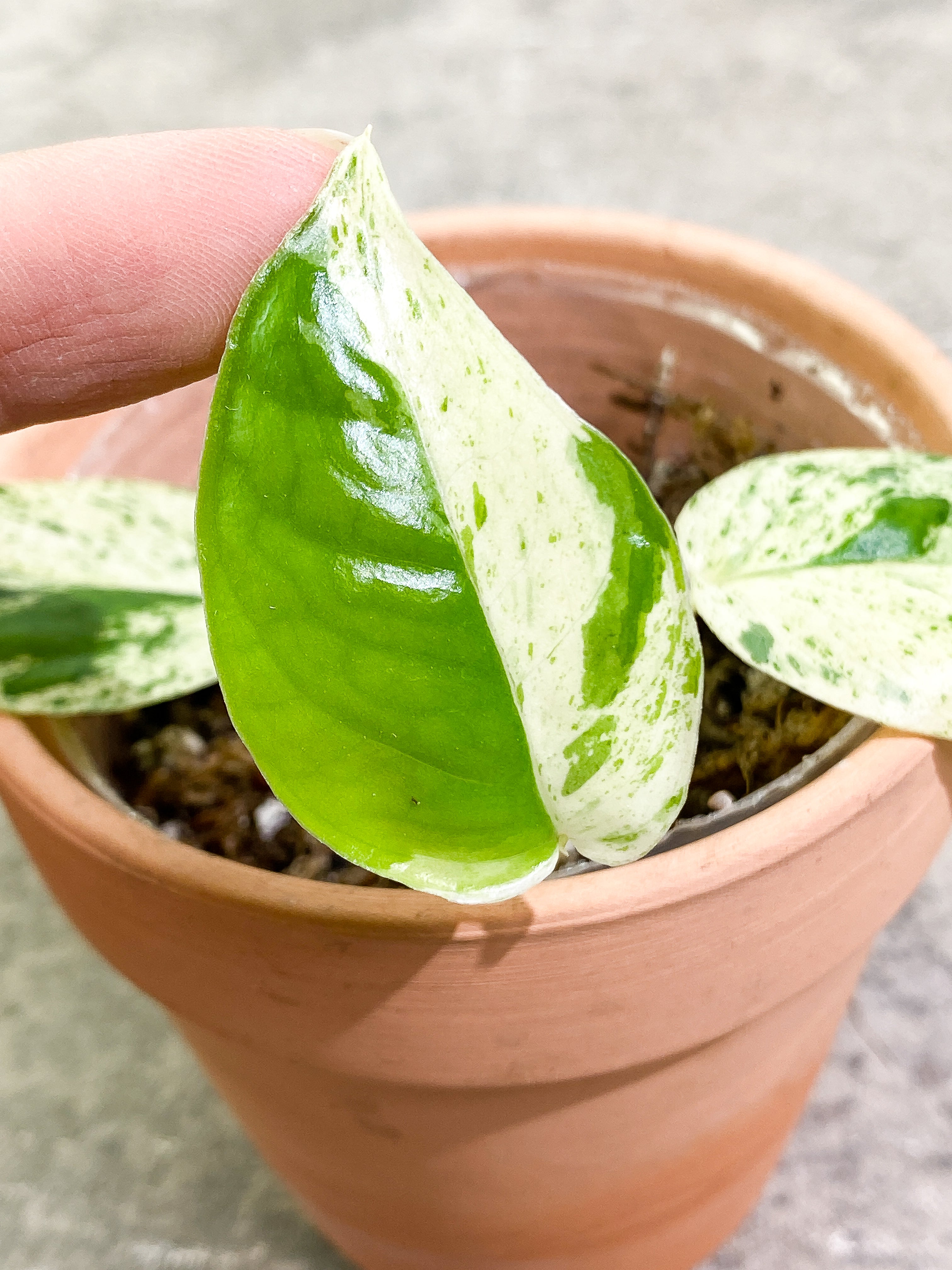 Epipremnum Pinnatum Marble 3 leaves rooting in soil