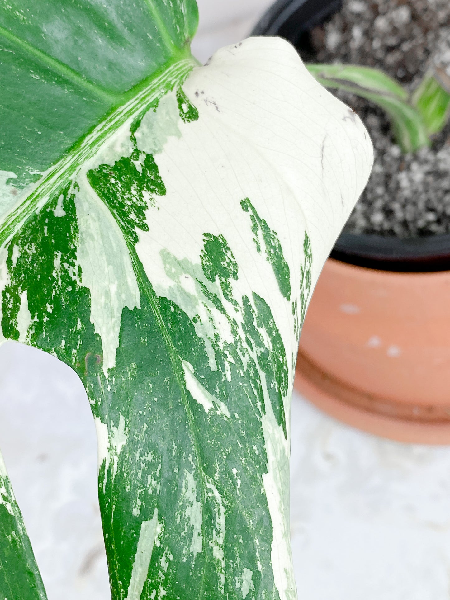 Monstera Albo Variegated rooted