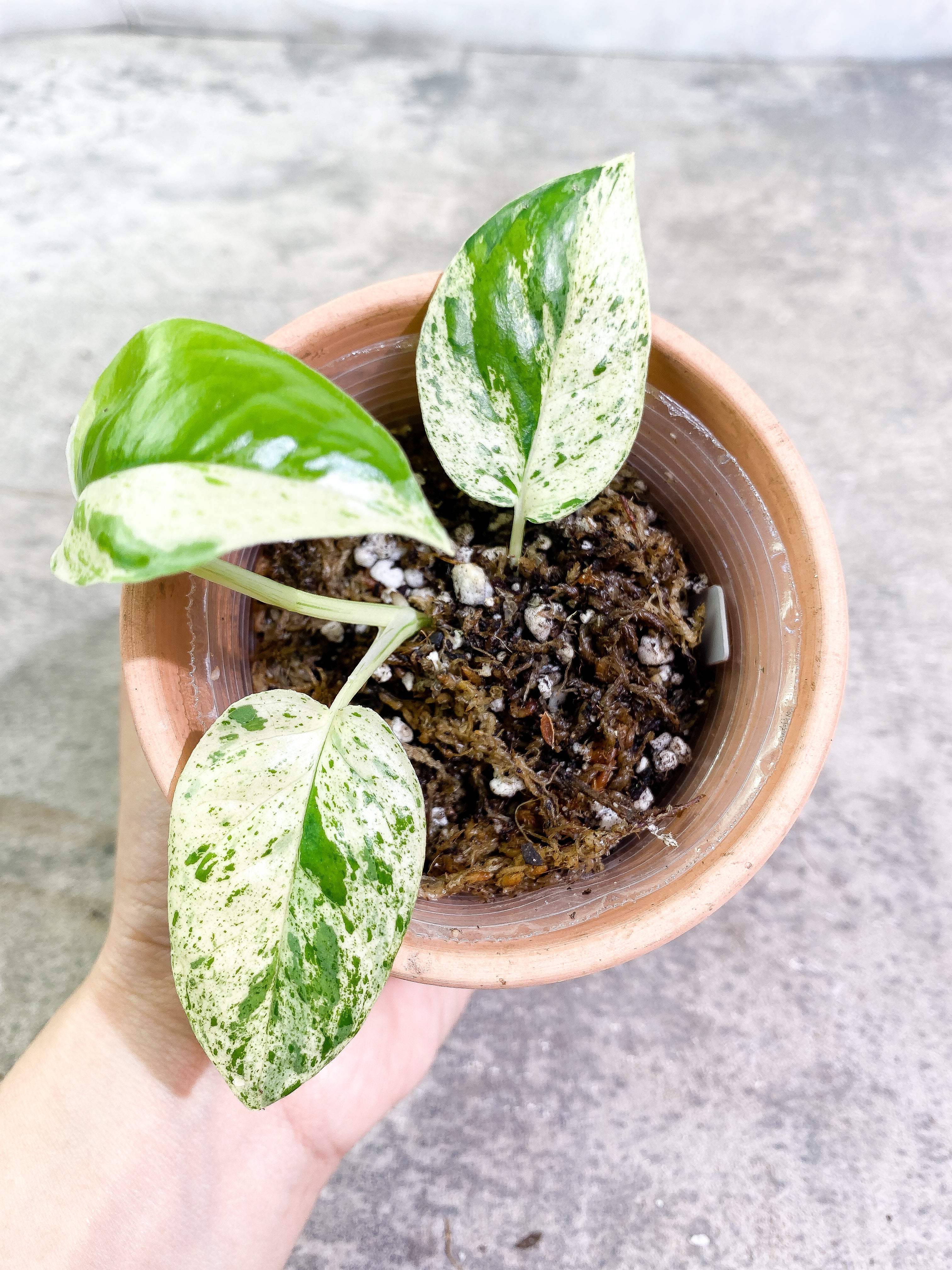 Epipremnum Pinnatum Marble 3 leaves rooting in soil