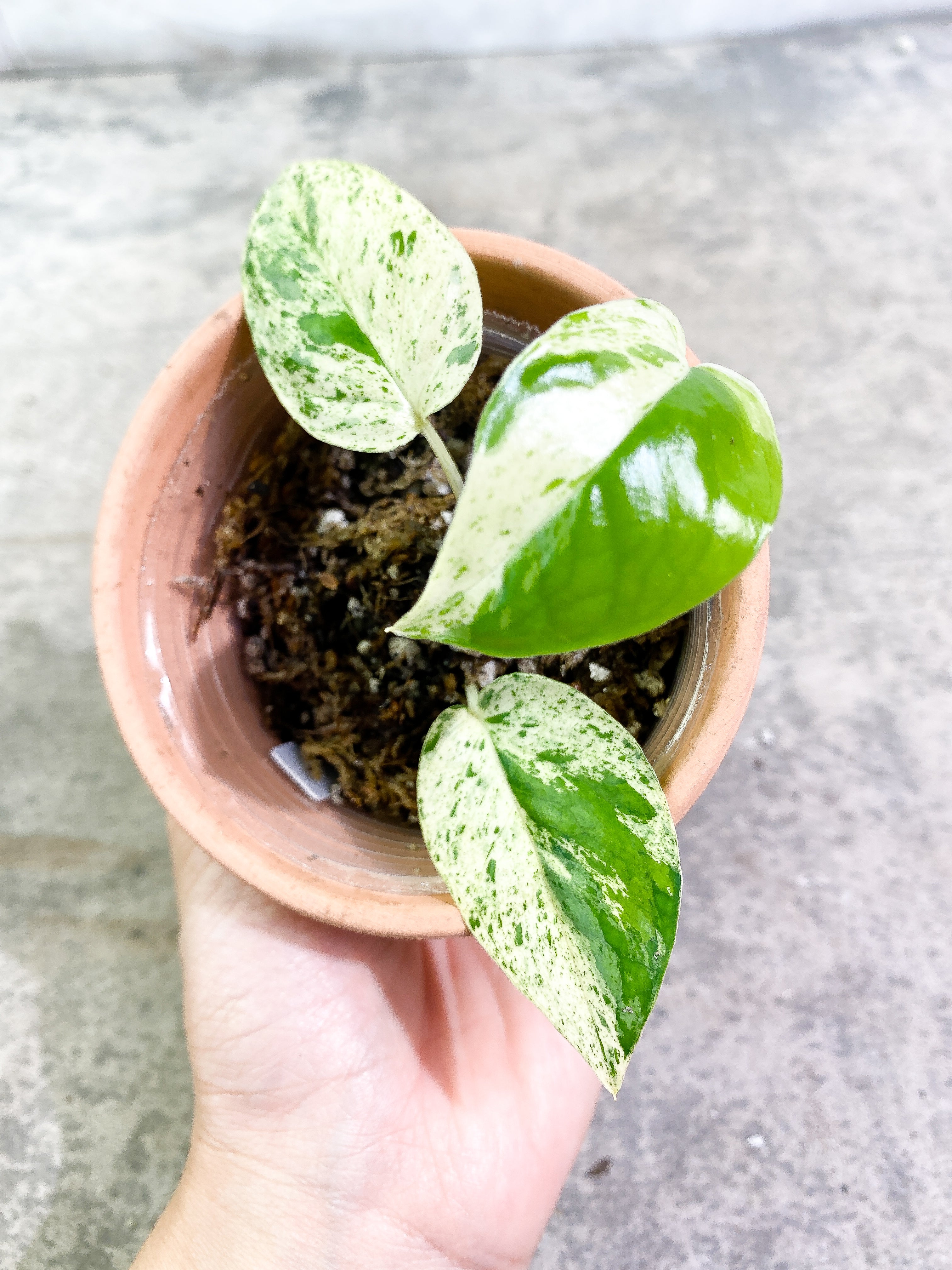 Epipremnum Pinnatum Marble 3 leaves rooting in soil