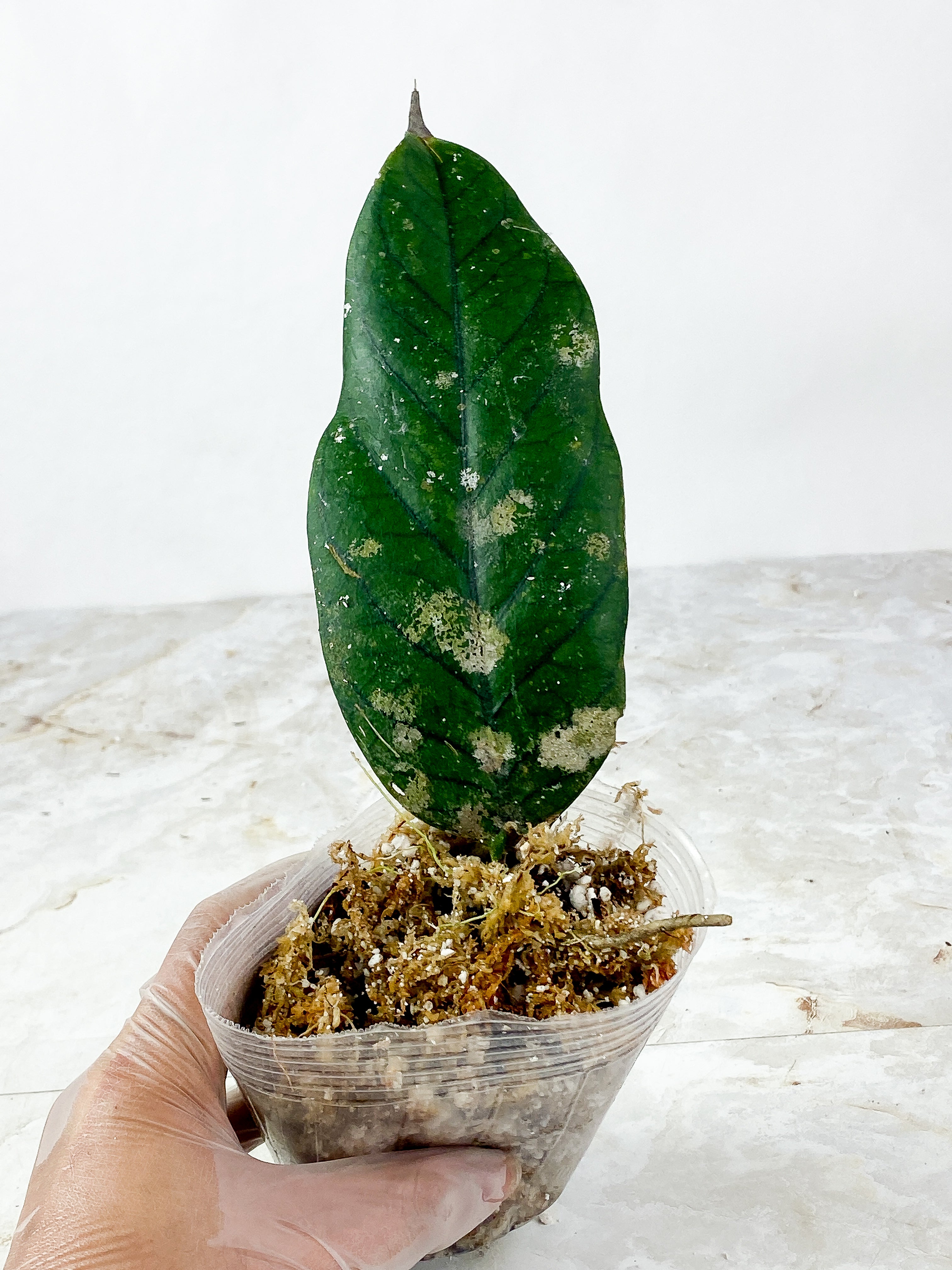 Hoya meredithii Rooted Huge leaf