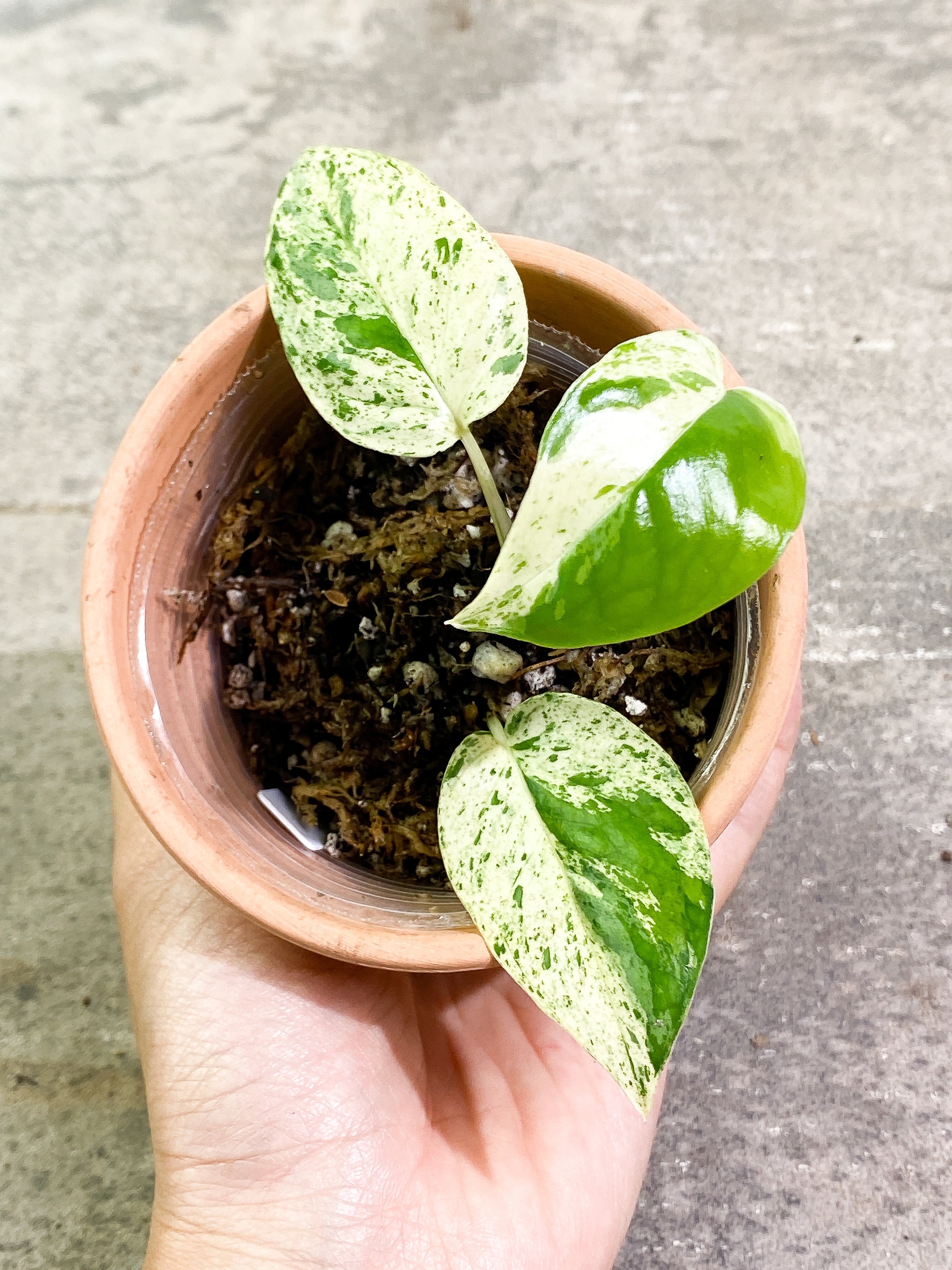 Epipremnum Pinnatum Marble 3 leaves rooting in soil