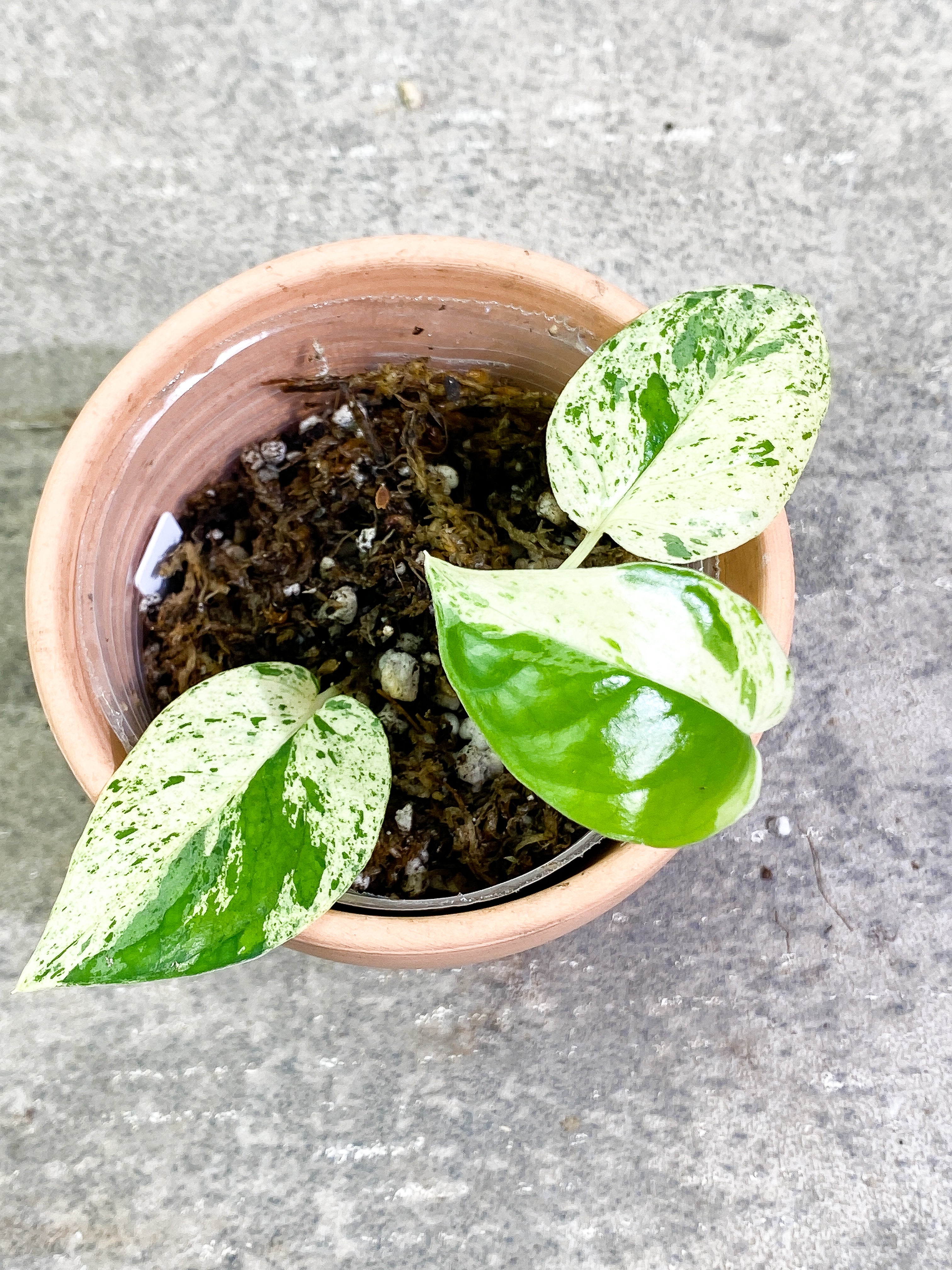 Epipremnum Pinnatum Marble 3 leaves rooting in soil