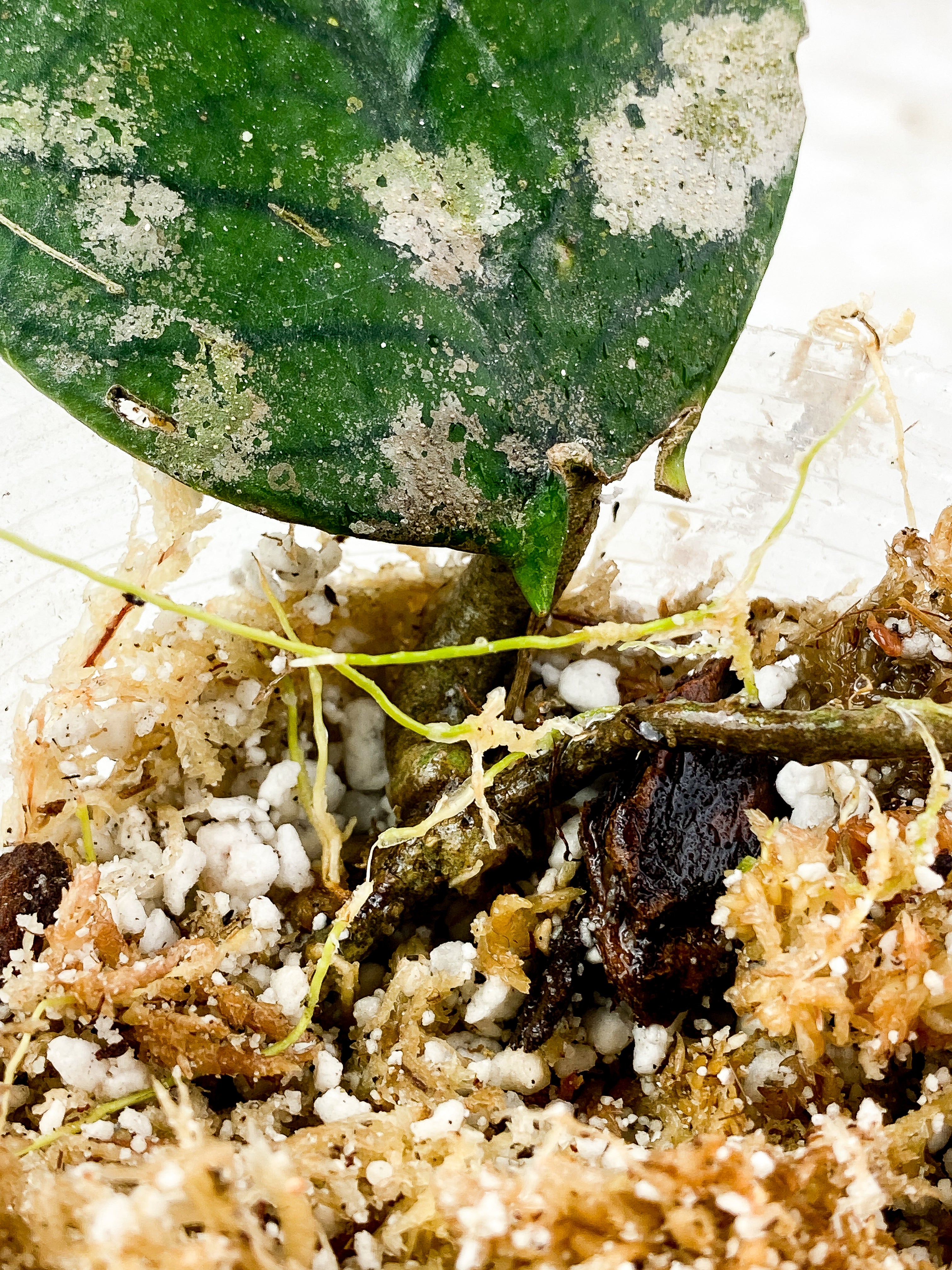 Hoya meredithii Rooted Huge leaf