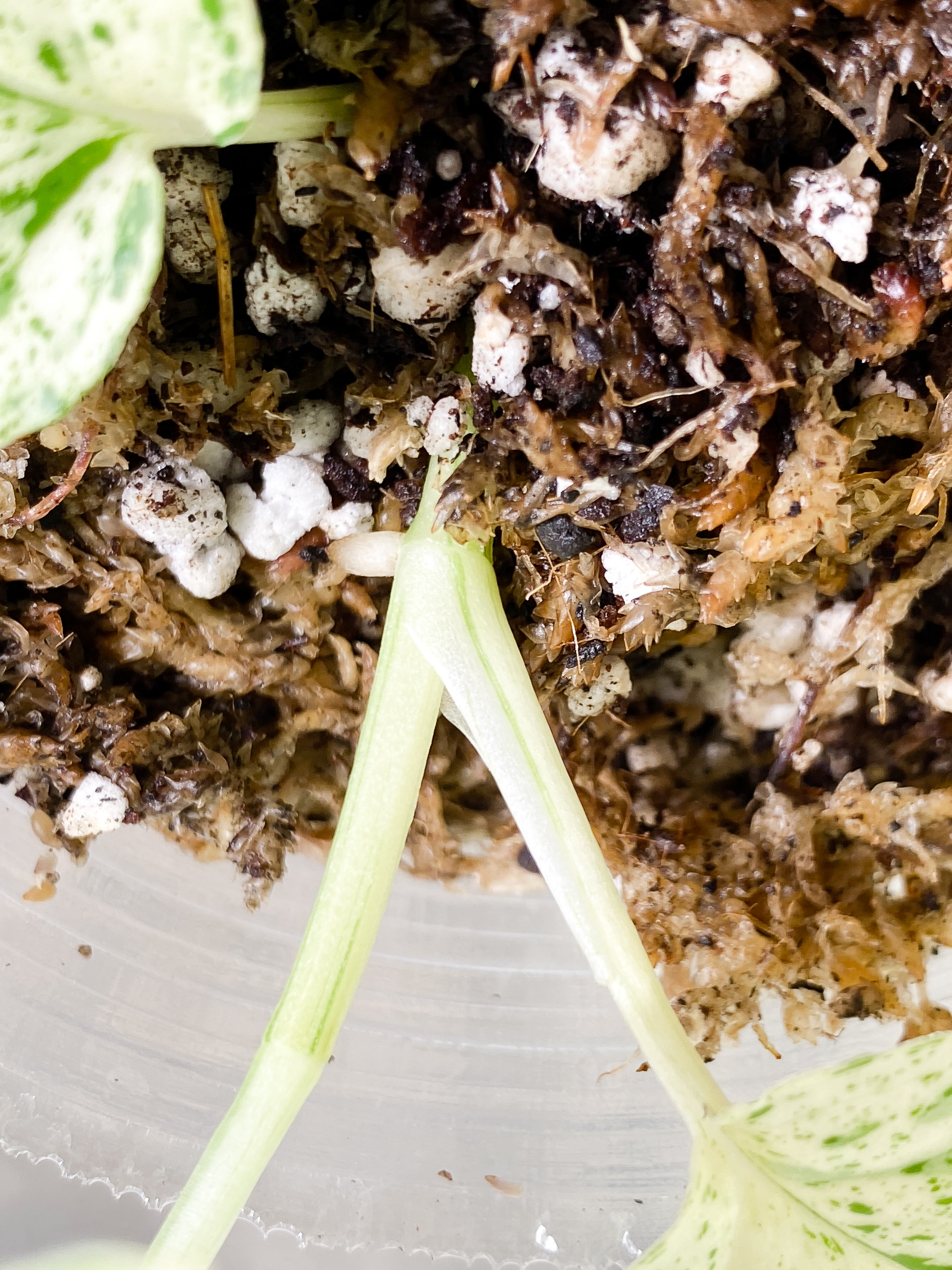 Epipremnum Pinnatum Marble 3 leaves rooting in soil