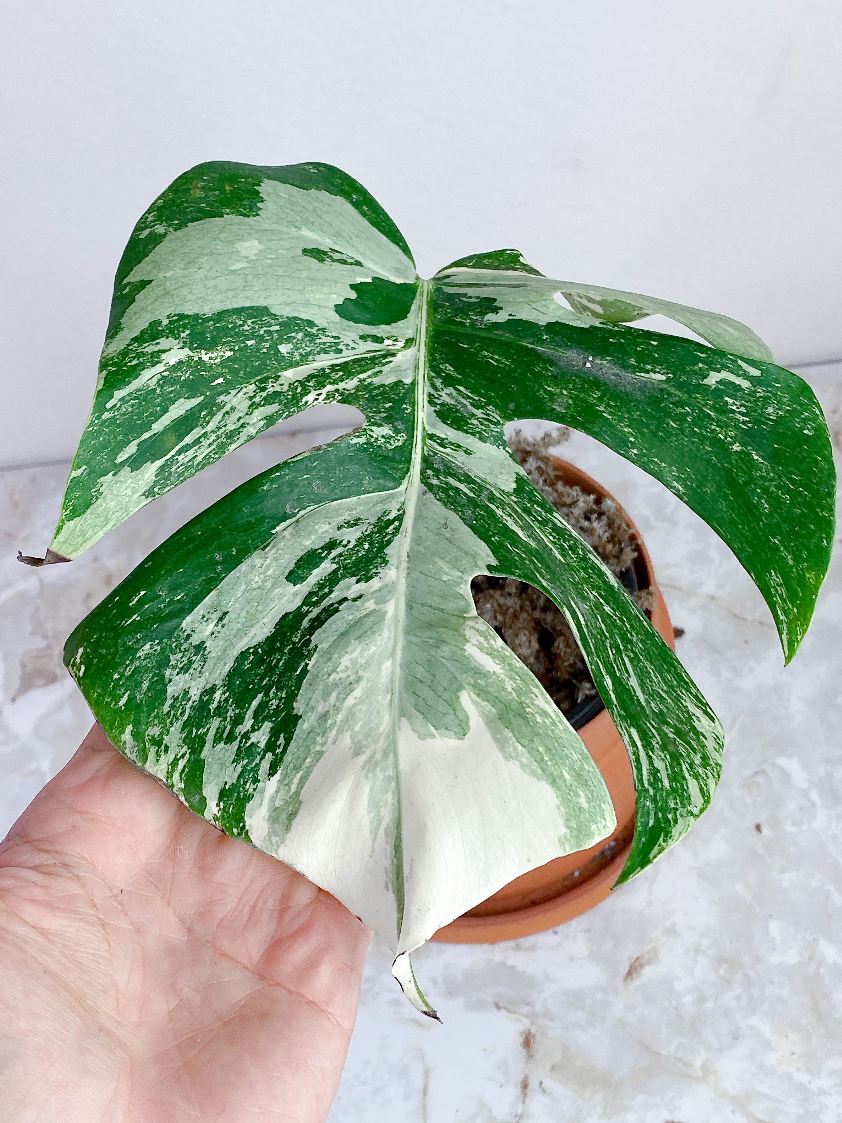 Monstera Albo Variegated rooted