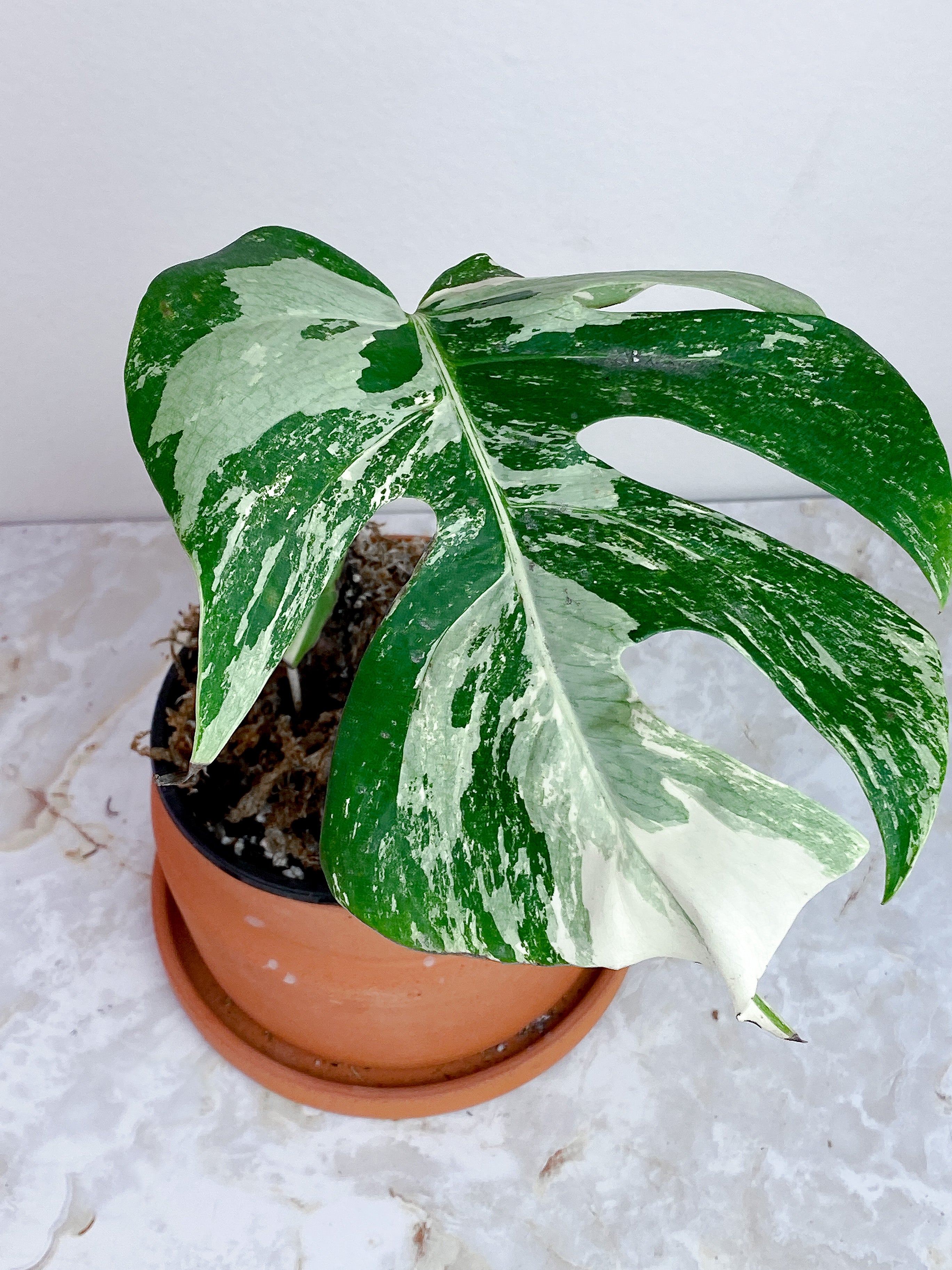 Monstera Albo Variegated rooted