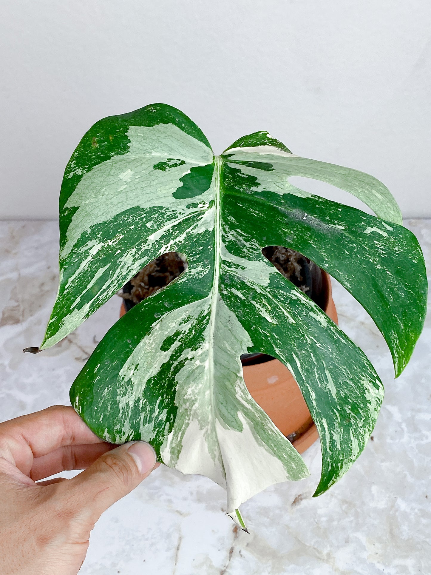 Monstera Albo Variegated rooted