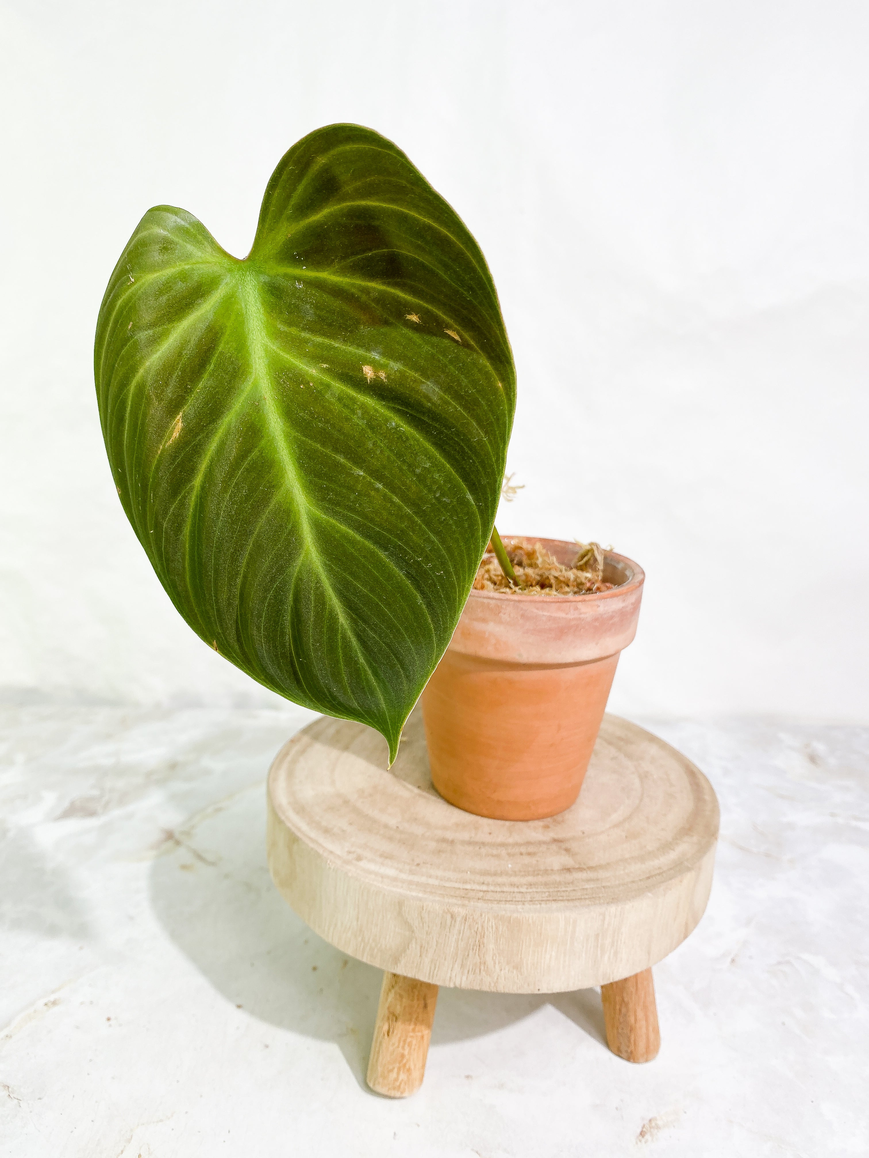 Philodendron el choco red 1 leaf Rooted