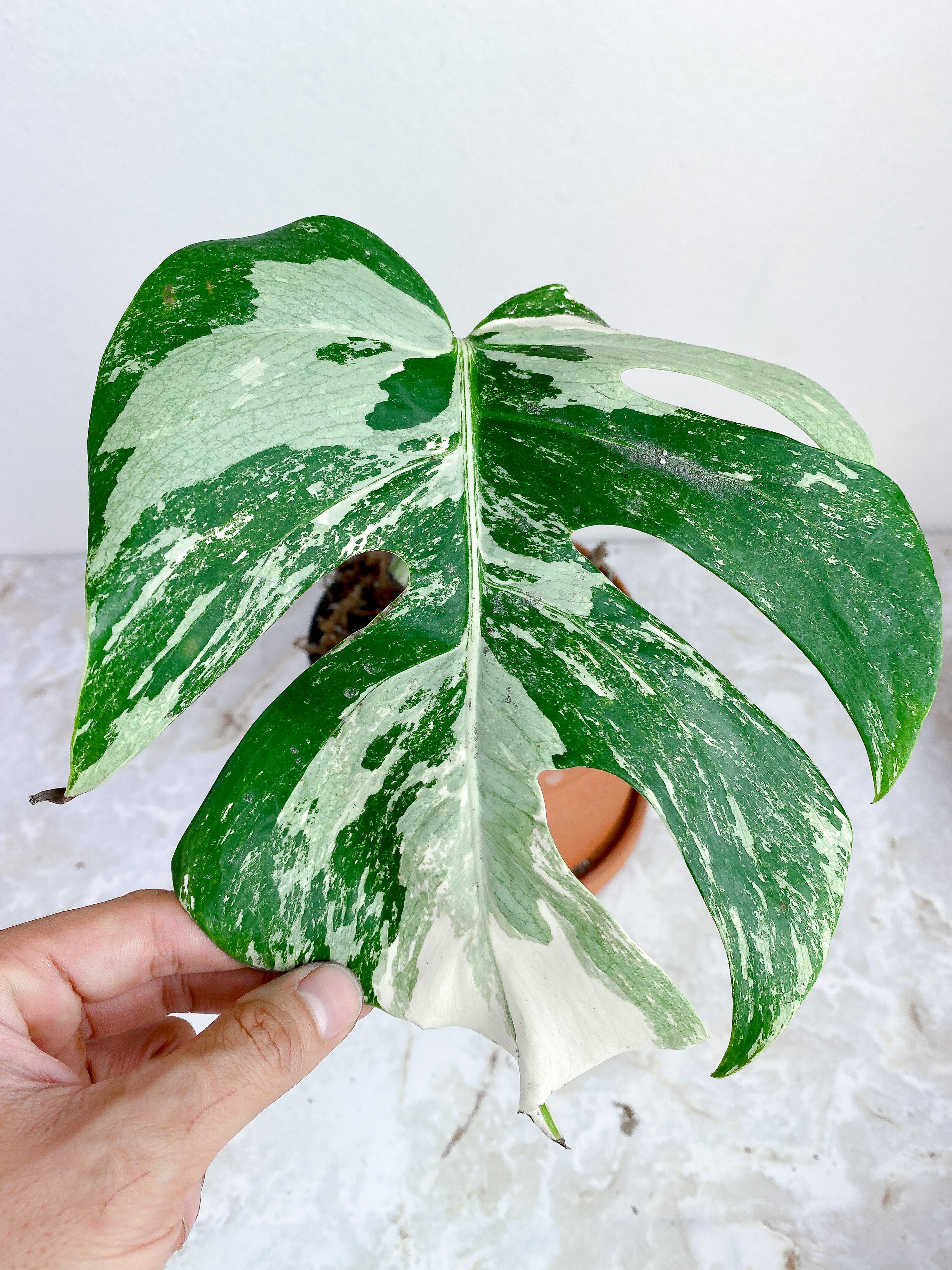 Monstera Albo Variegated rooted