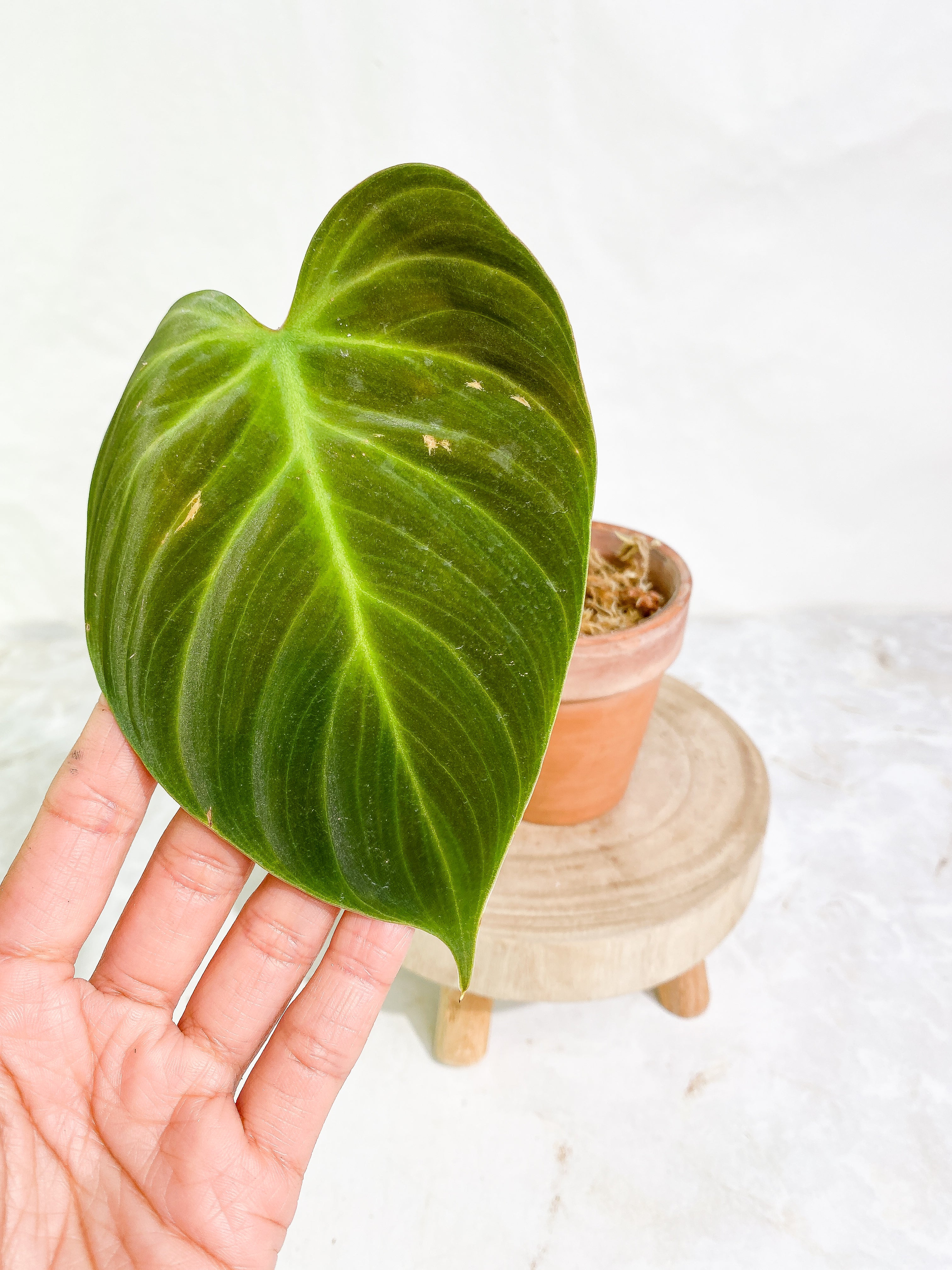 Philodendron el choco red 1 leaf Rooted