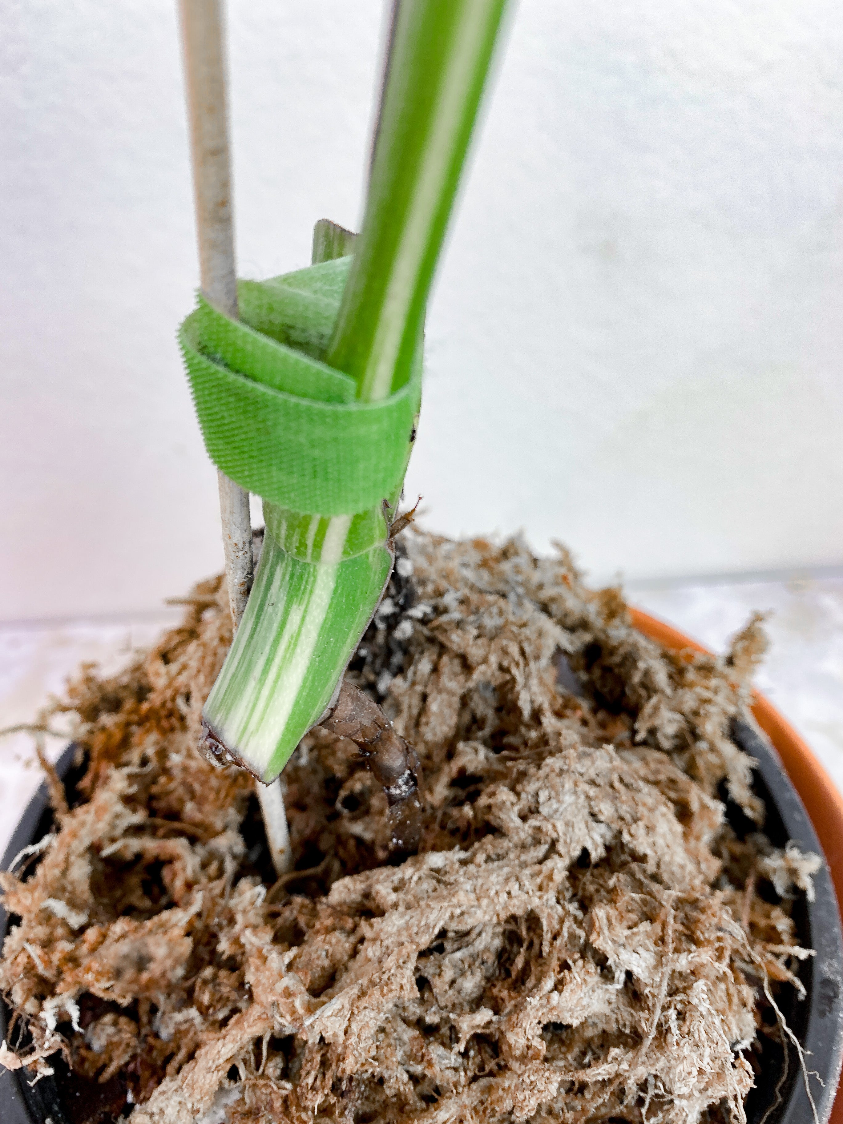 Monstera Albo Variegated rooted