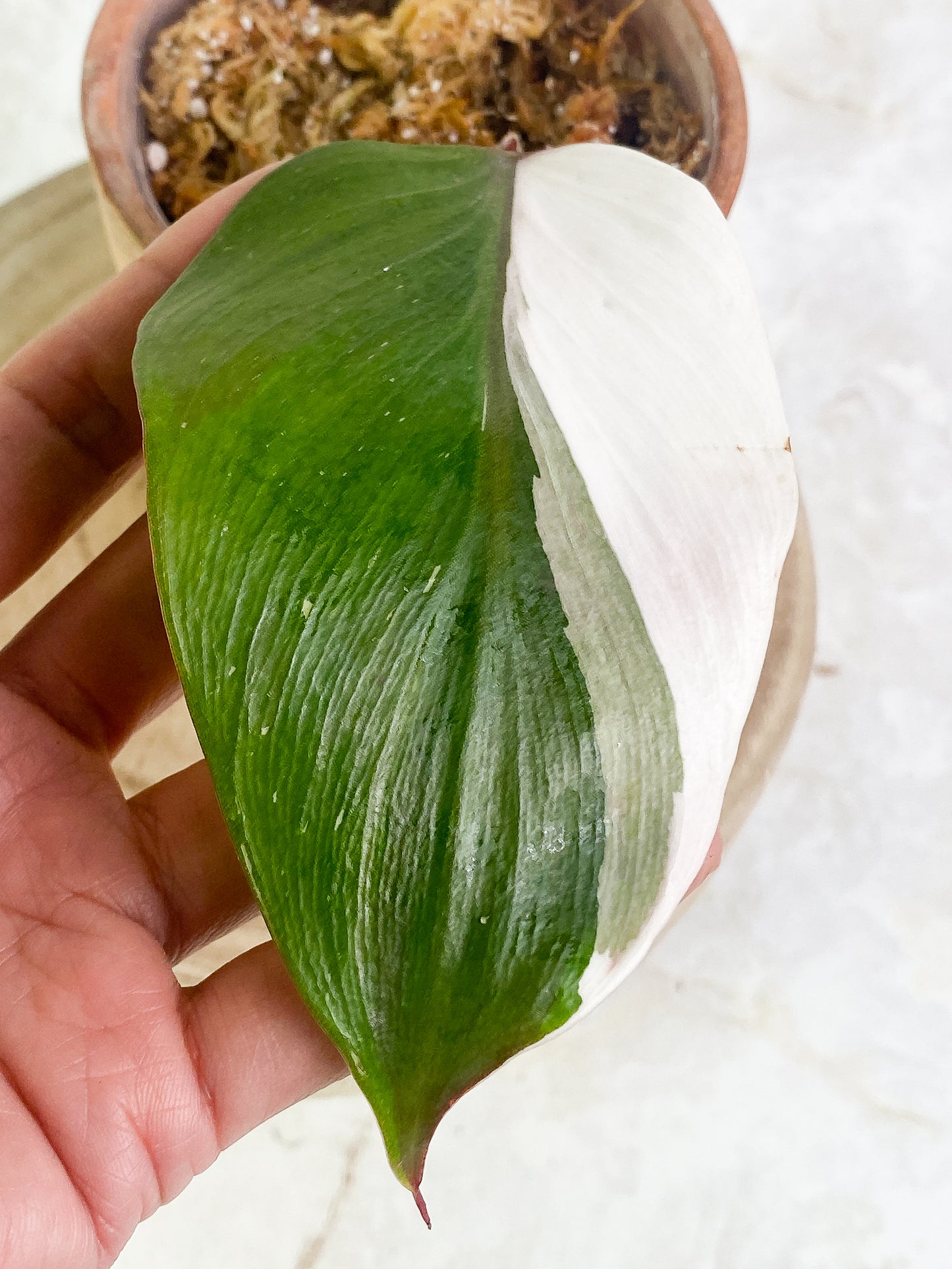 Philodendron white knight tricolor 1 leaf halfmoon Rooting