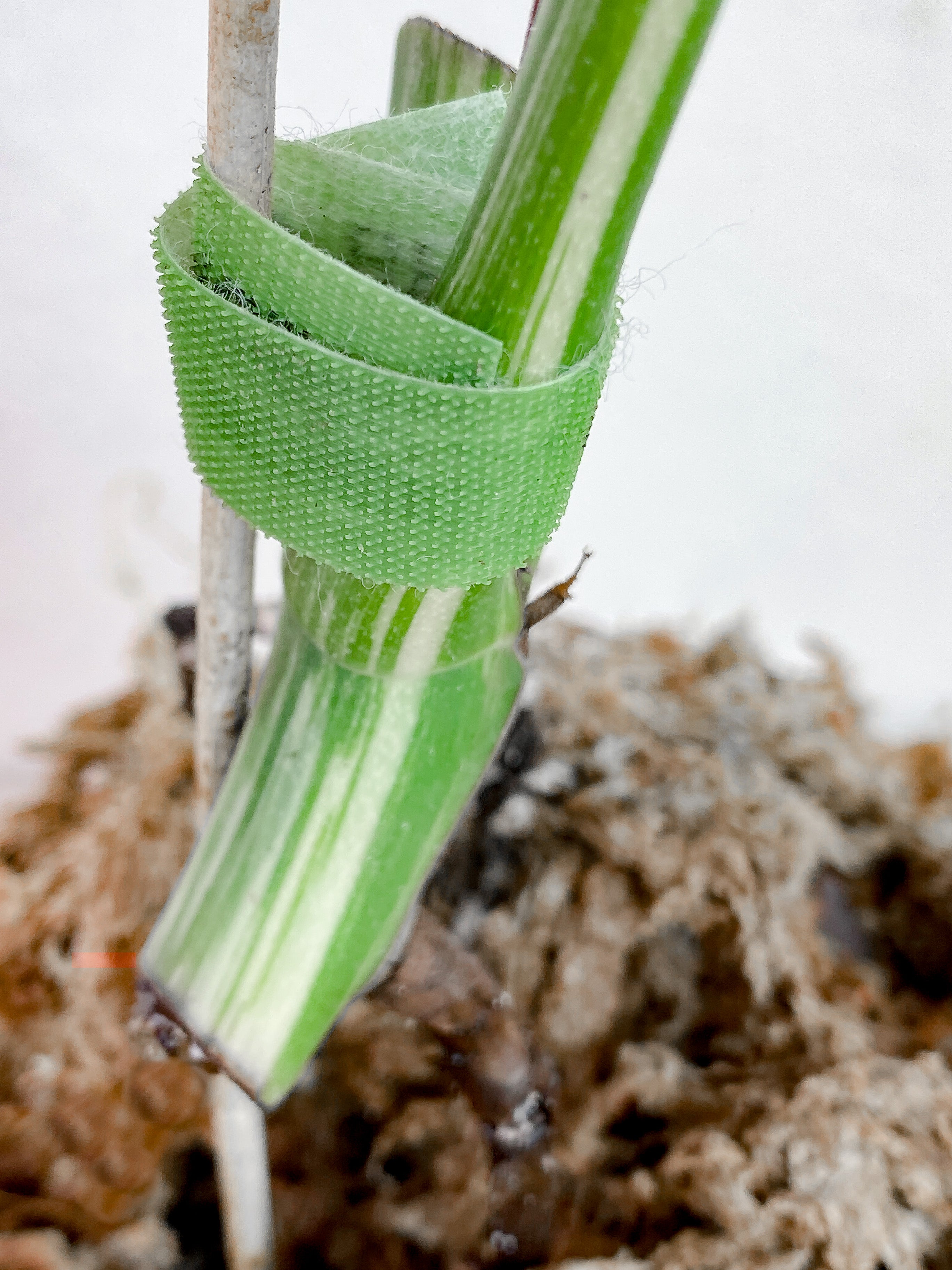 Monstera Albo Variegated rooted