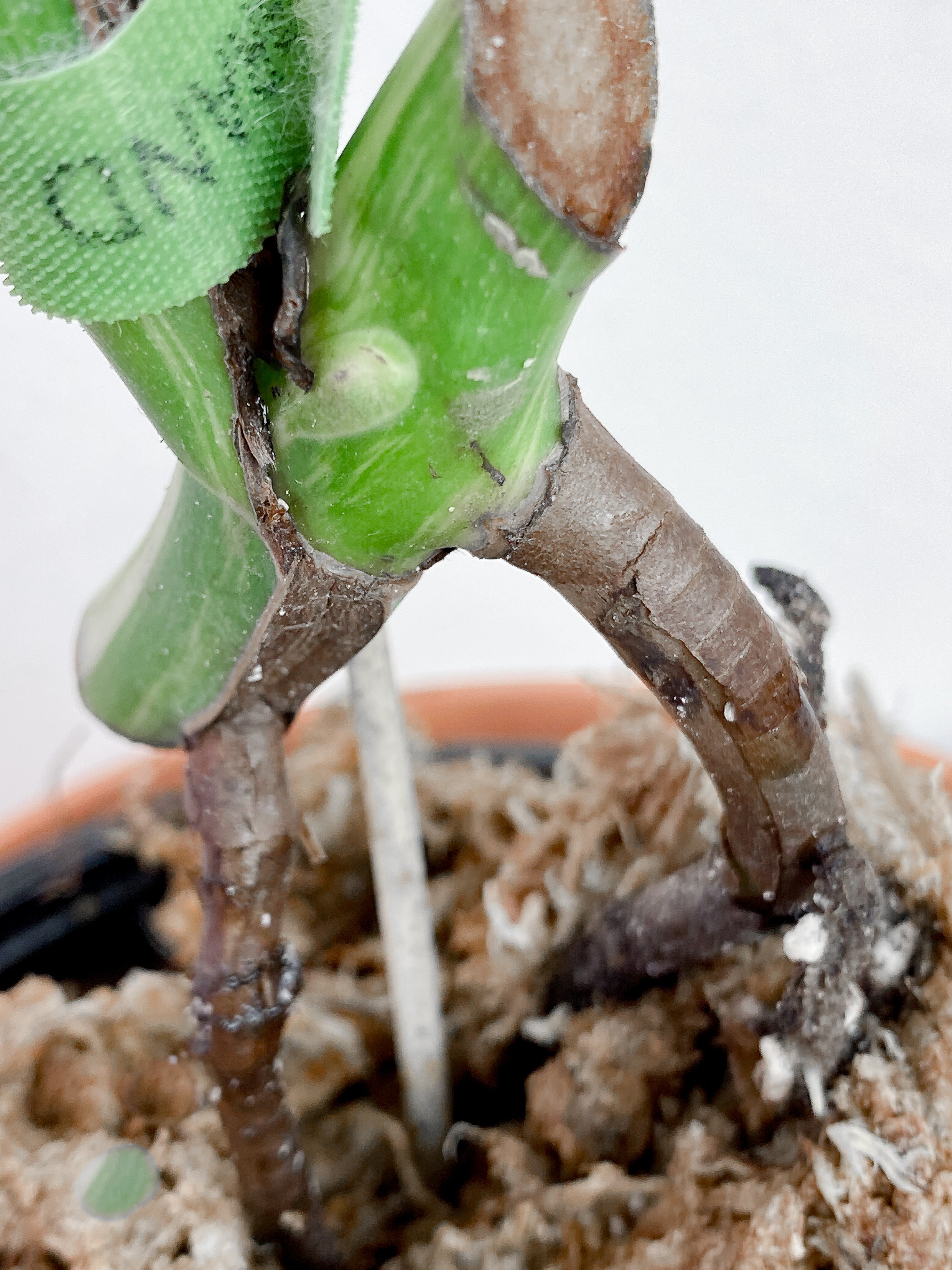 Monstera Albo Variegated rooted