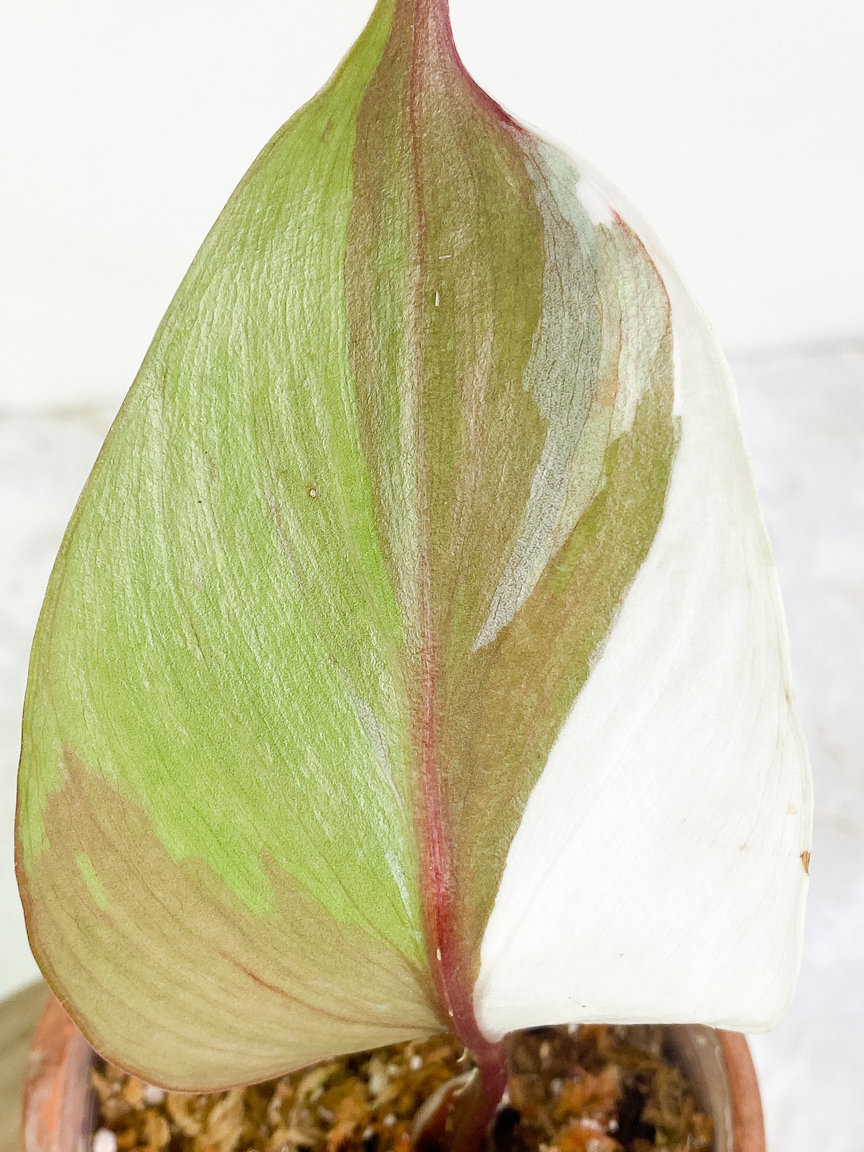 Philodendron white knight tricolor 1 leaf halfmoon Rooting