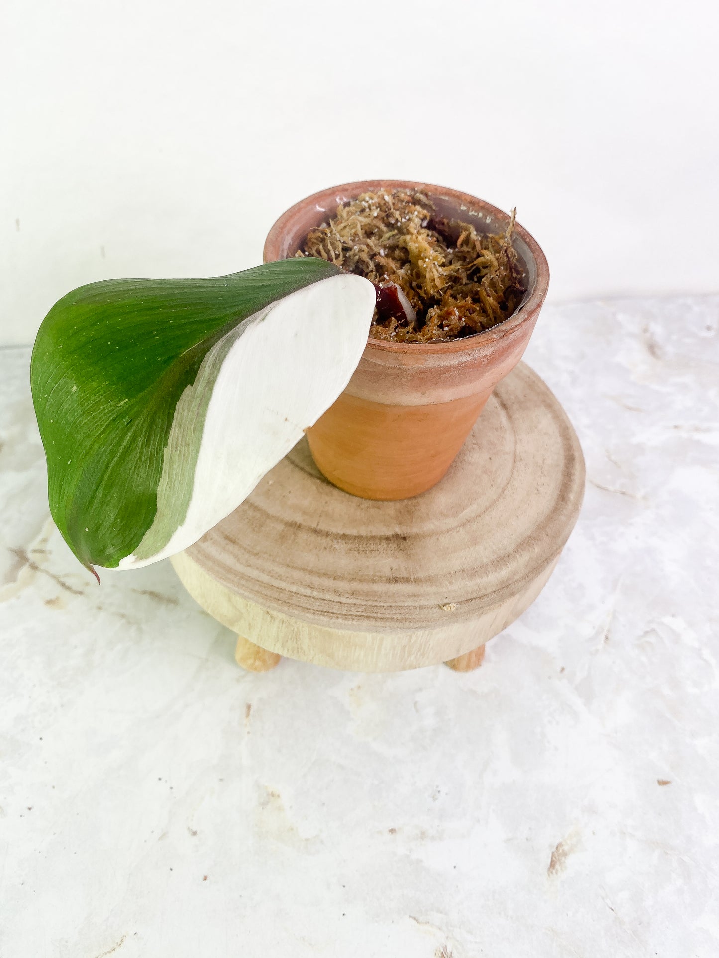 Philodendron white knight tricolor 1 leaf halfmoon Rooting