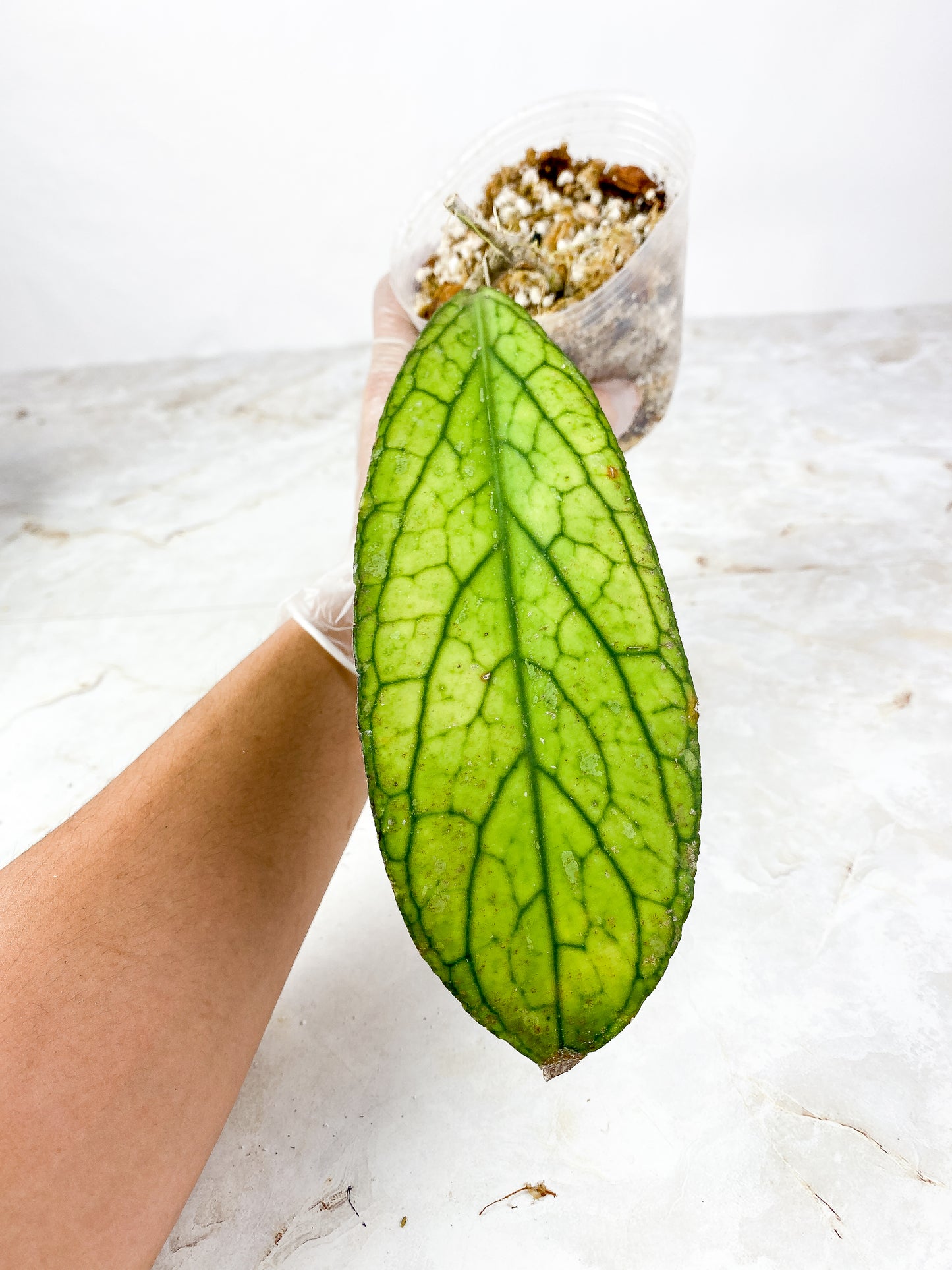 Hoya tanggamus Rooted 1 huge leaf (8" long)