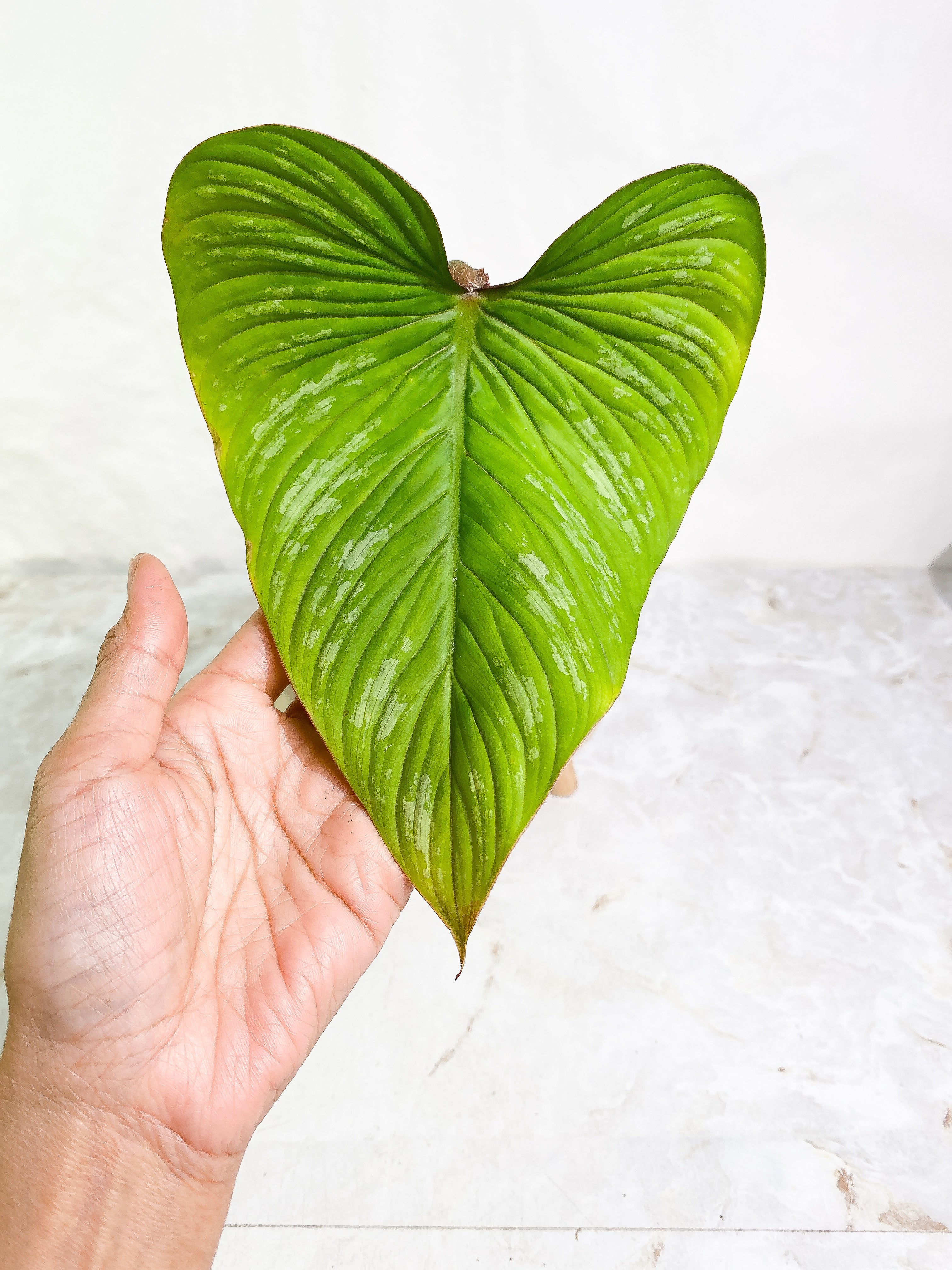 Philodendron plowmanii 1 big leaf & 1 sprout Slightly Rooted