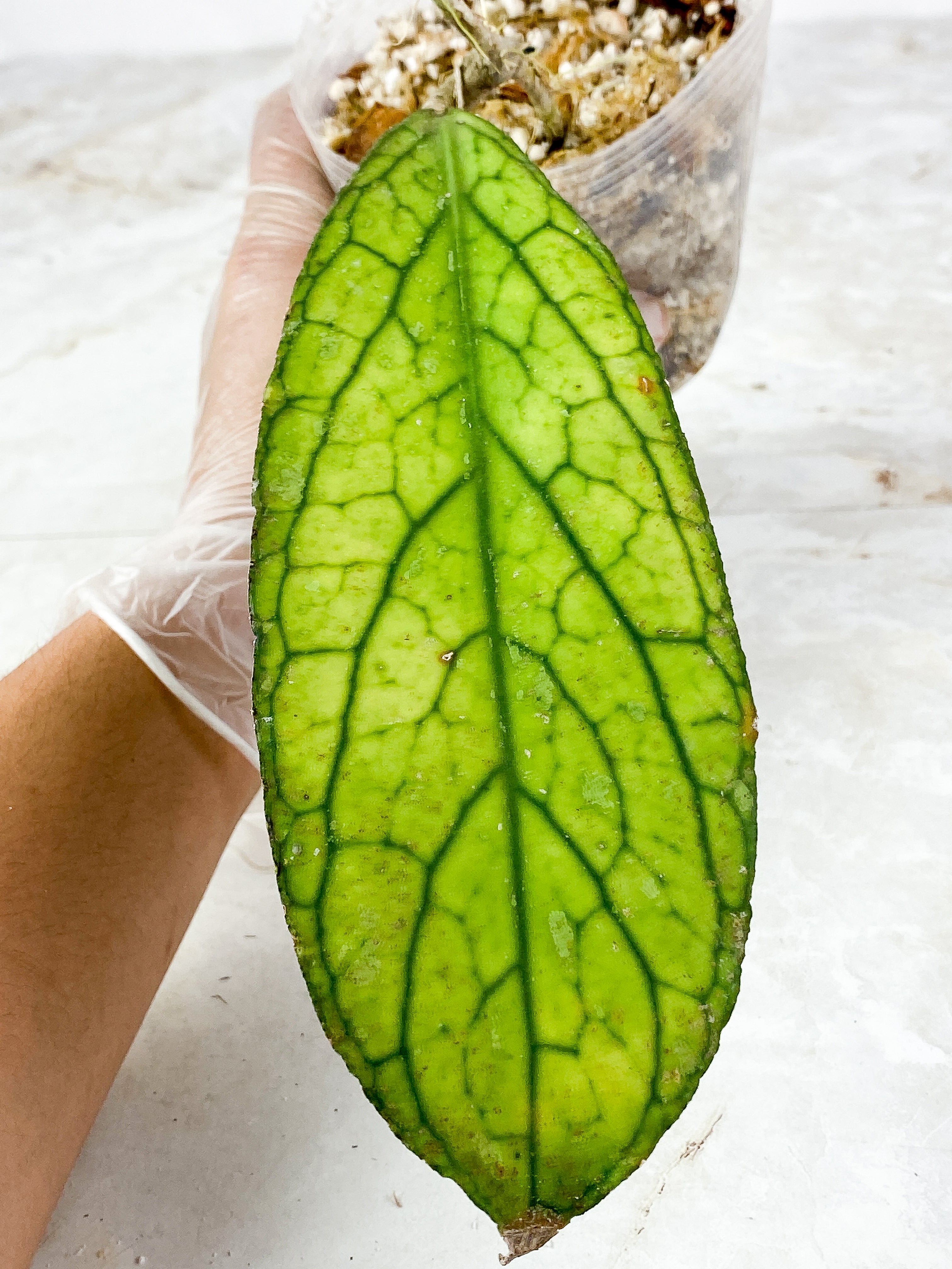 Hoya tanggamus Rooted 1 huge leaf (8" long)