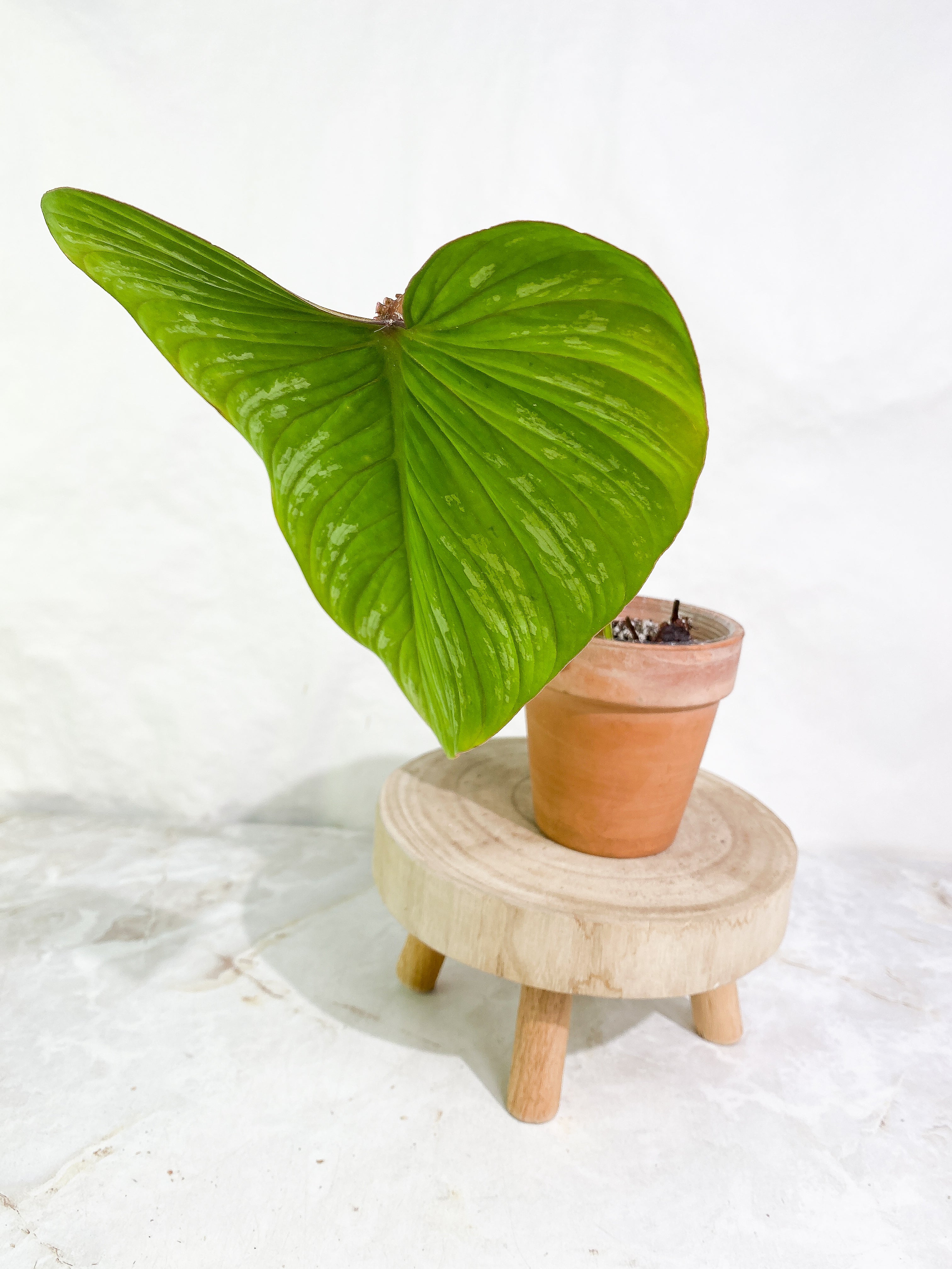 Philodendron plowmanii 1 big leaf & 1 sprout Slightly Rooted
