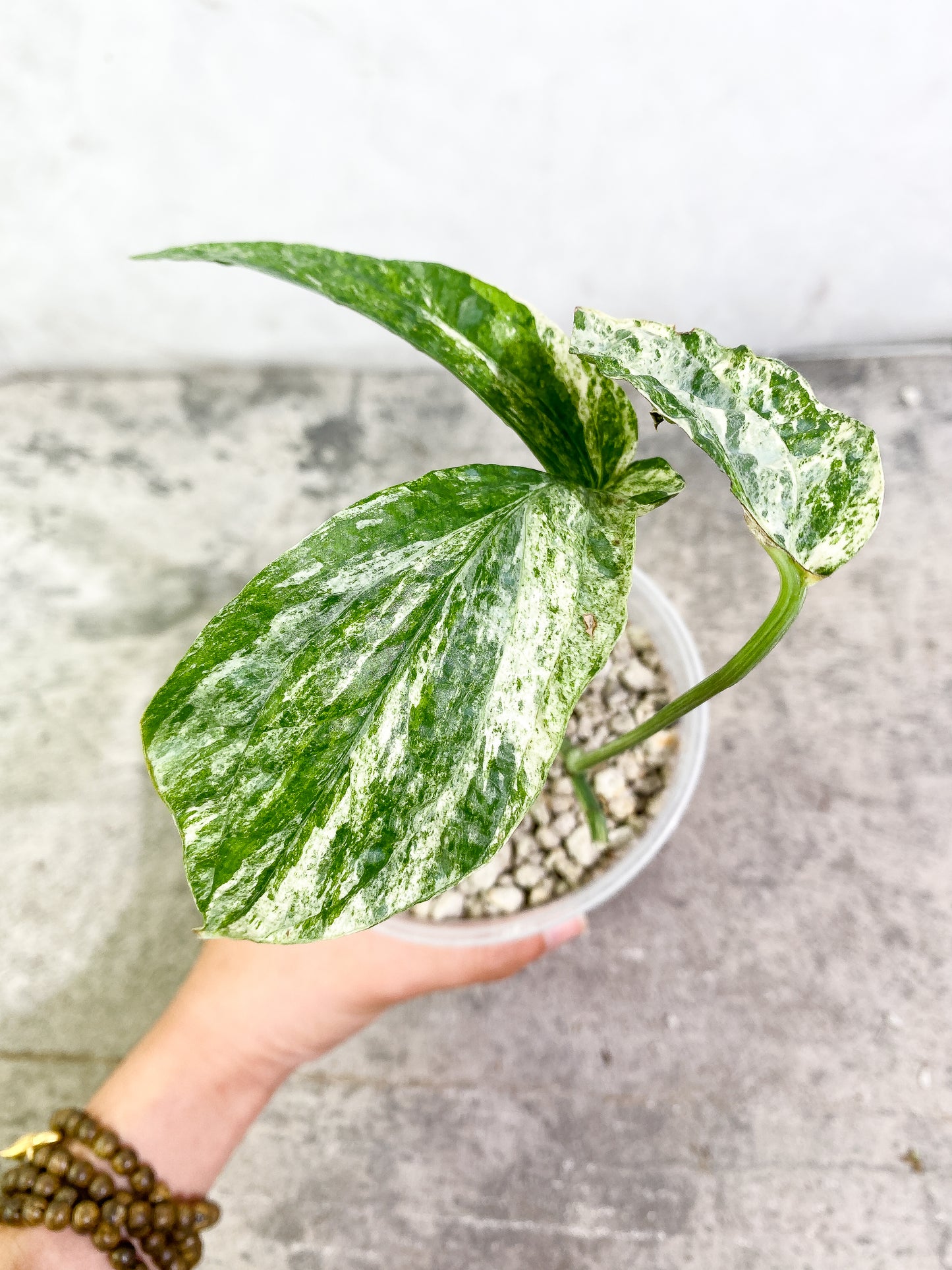 Amydrium medium Variegated 2 leaves 2 buds fully rooted