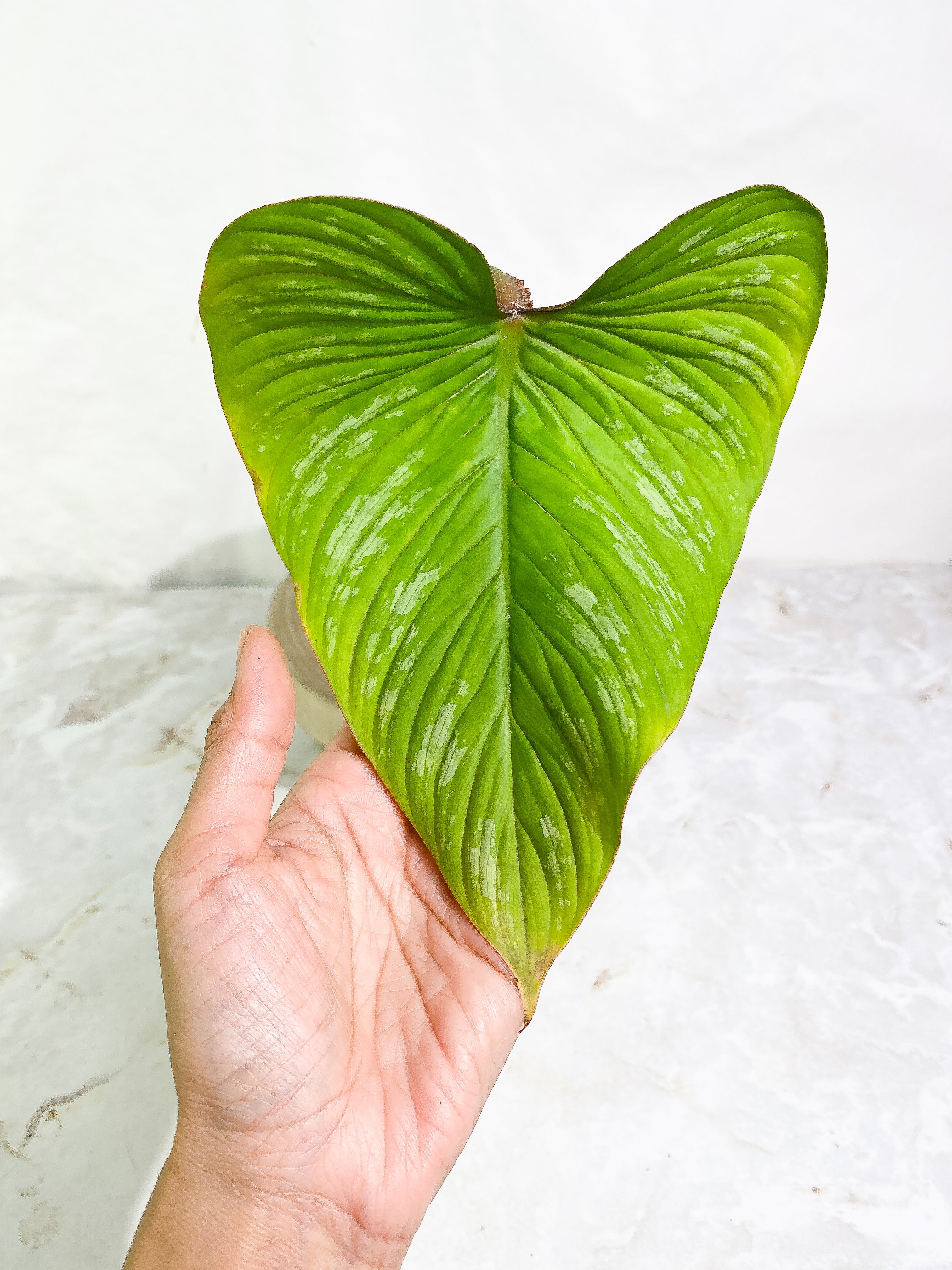 Philodendron plowmanii 1 big leaf & 1 sprout Slightly Rooted